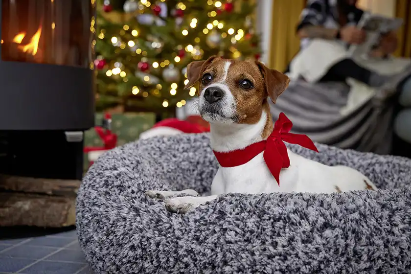 Sweet Dreams Ortho Hundekörbchen