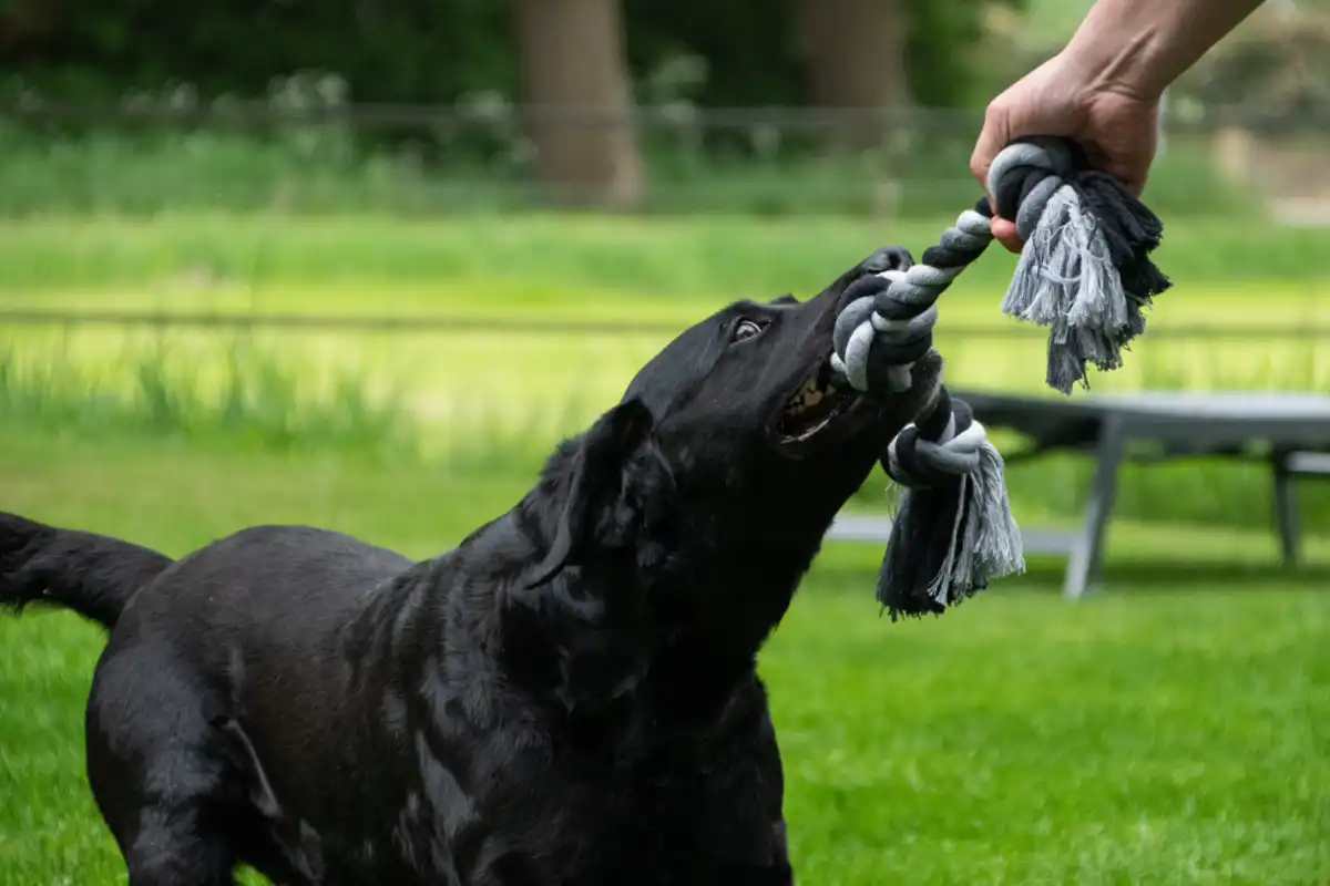 Floss Boss Dental Rope