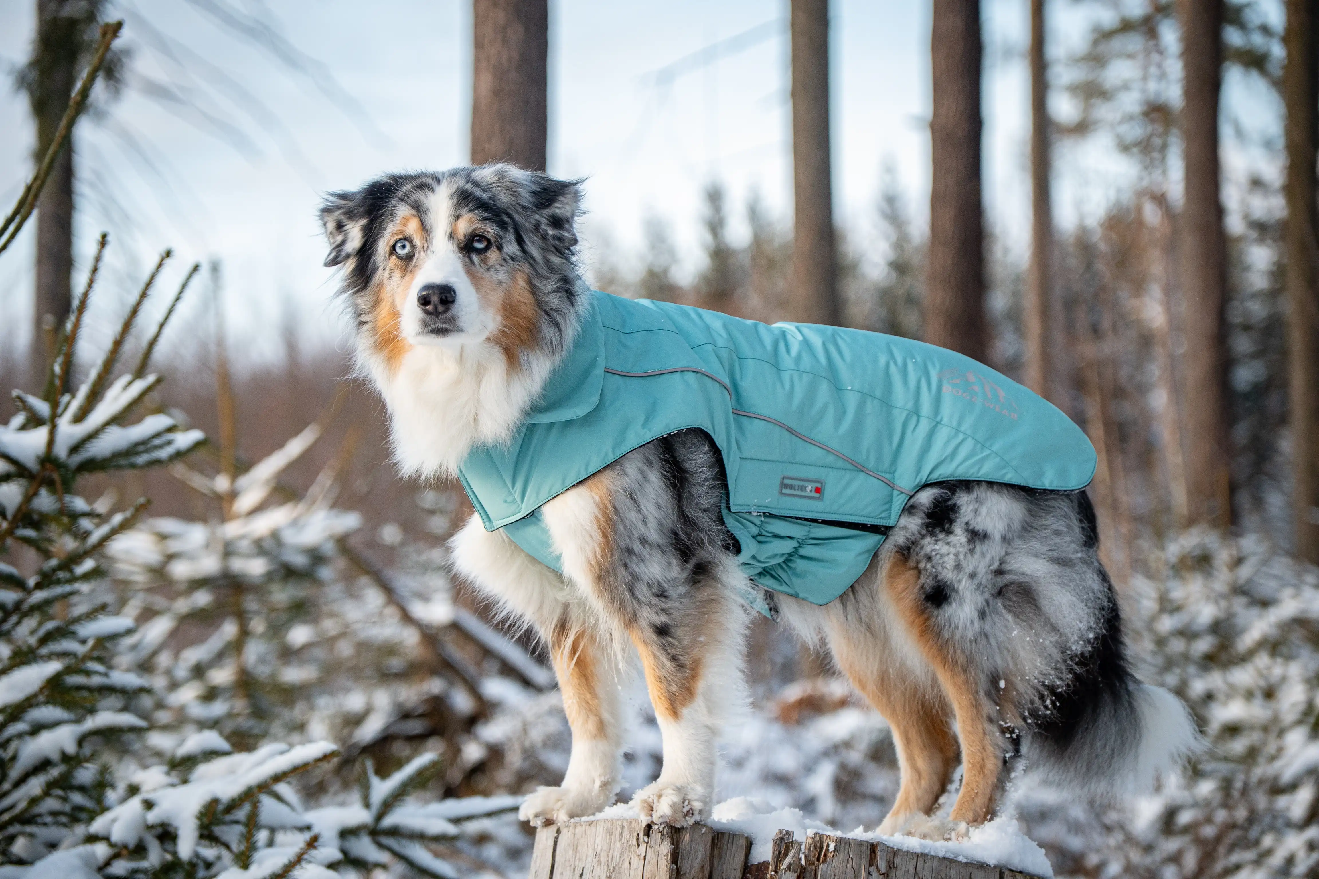Skijacke Dogz-Wear