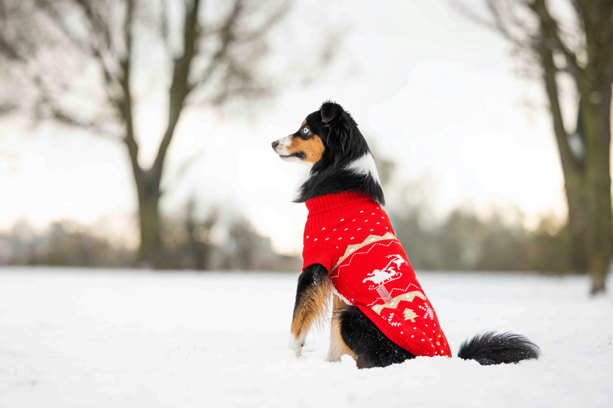  WOLTERS cat & dog GmbH