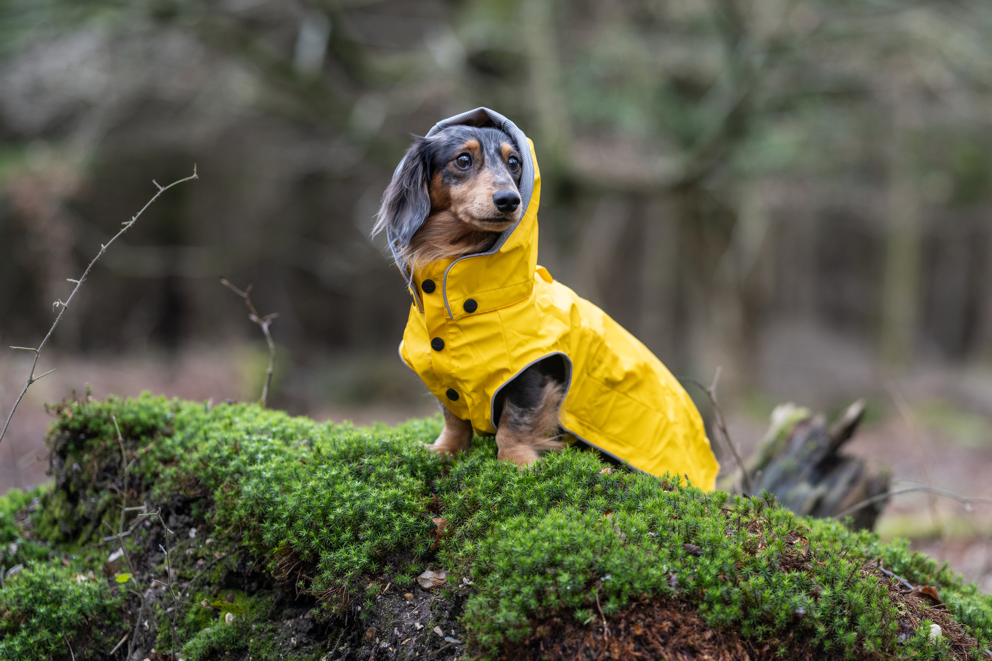 RUKKA Pets Raincoat Stream