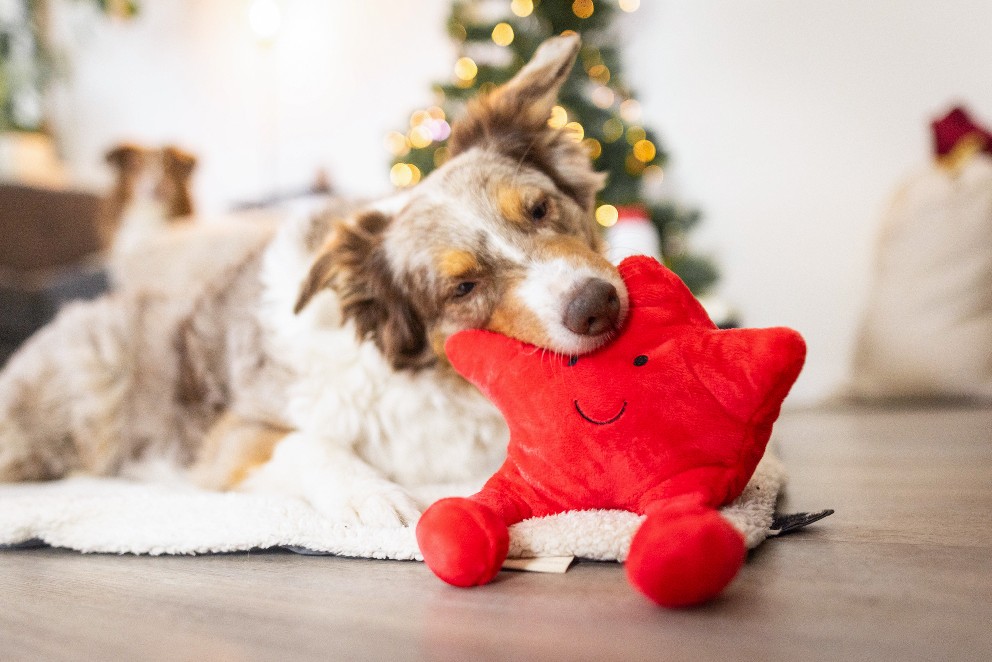  WOLTERS cat & dog GmbH