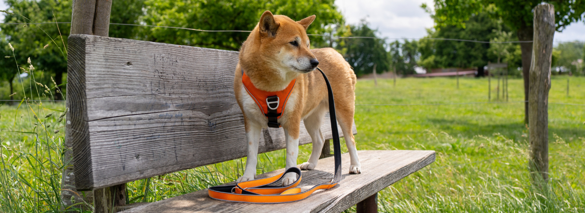 Tierbedarf WOLTERS cat & dog GmbH