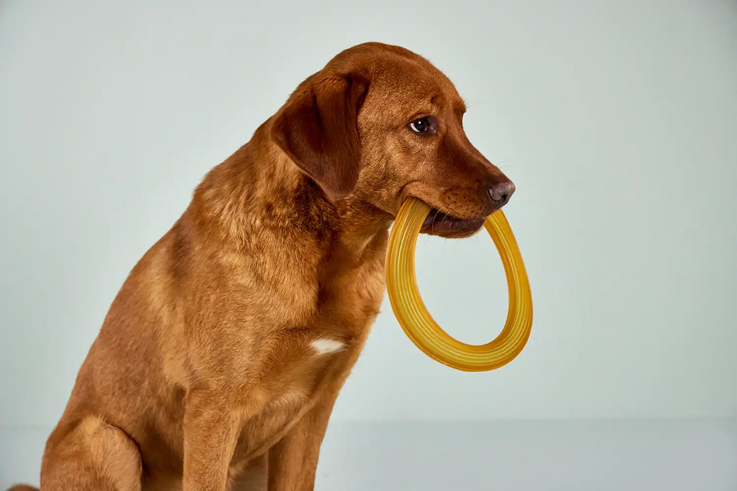 Pure Nature Frisbee Throwing Toy