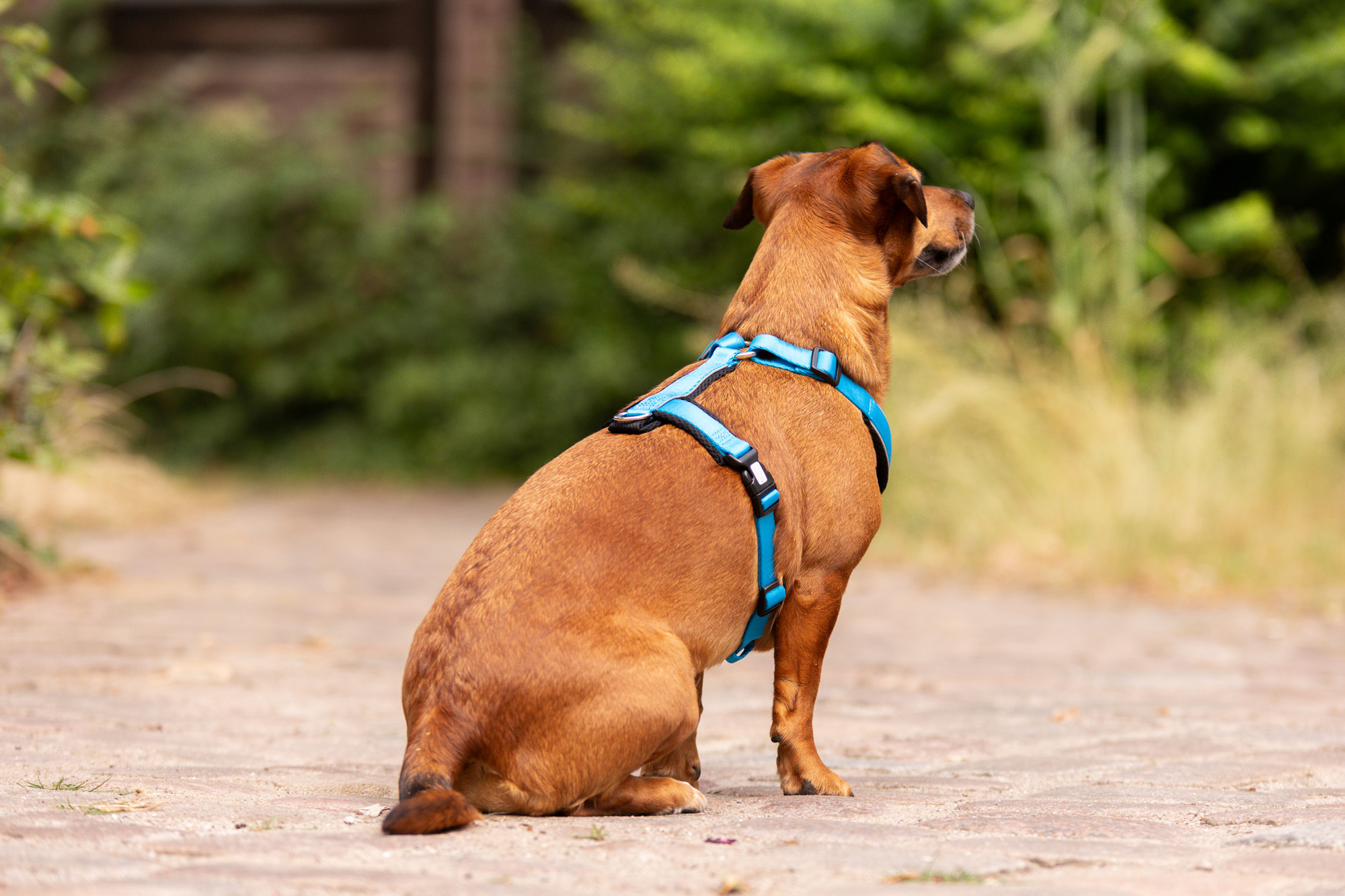 StyleSnout Patch&Style Harness