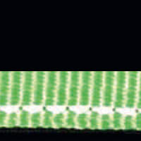 lime/schwarz