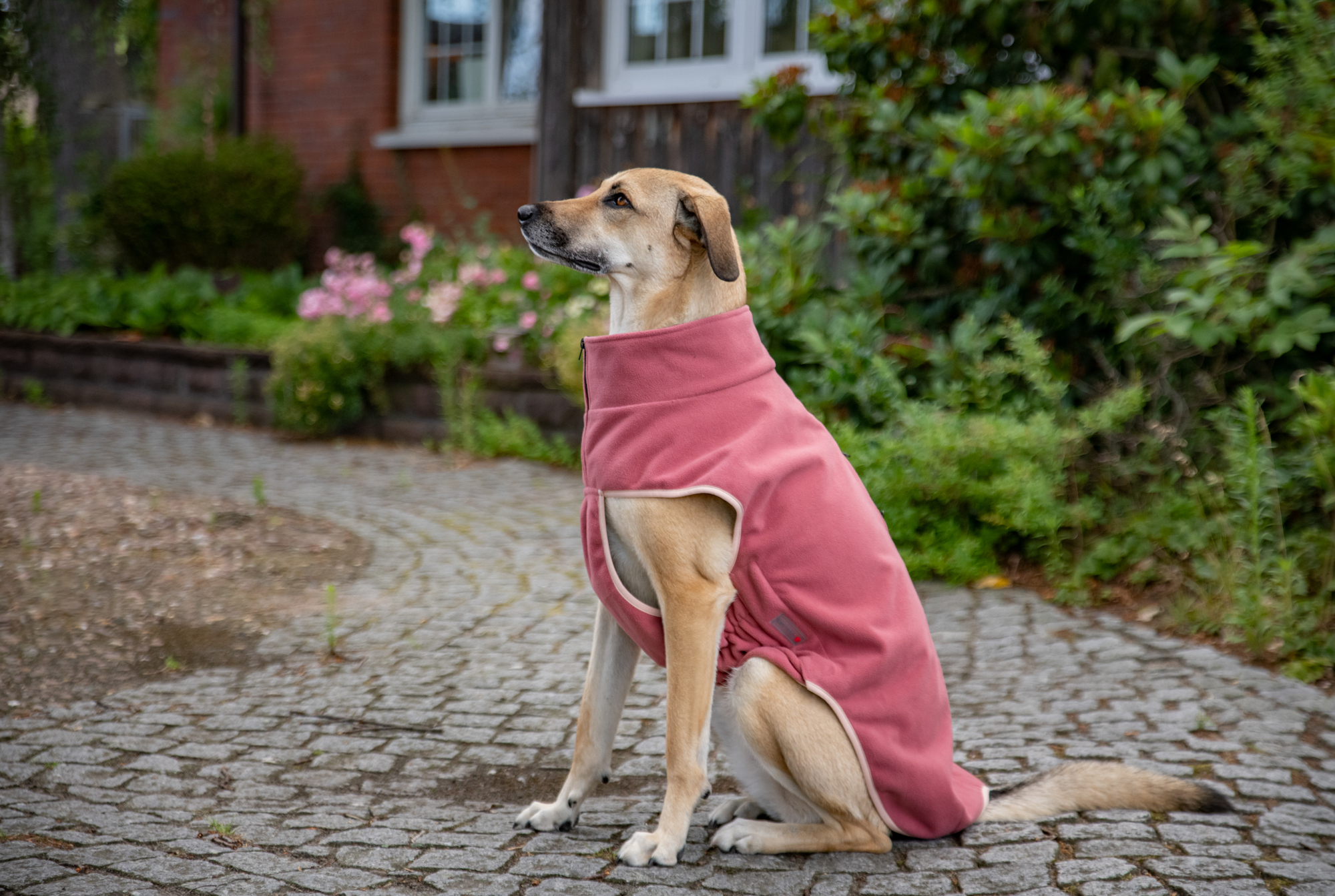  WOLTERS cat & dog GmbH