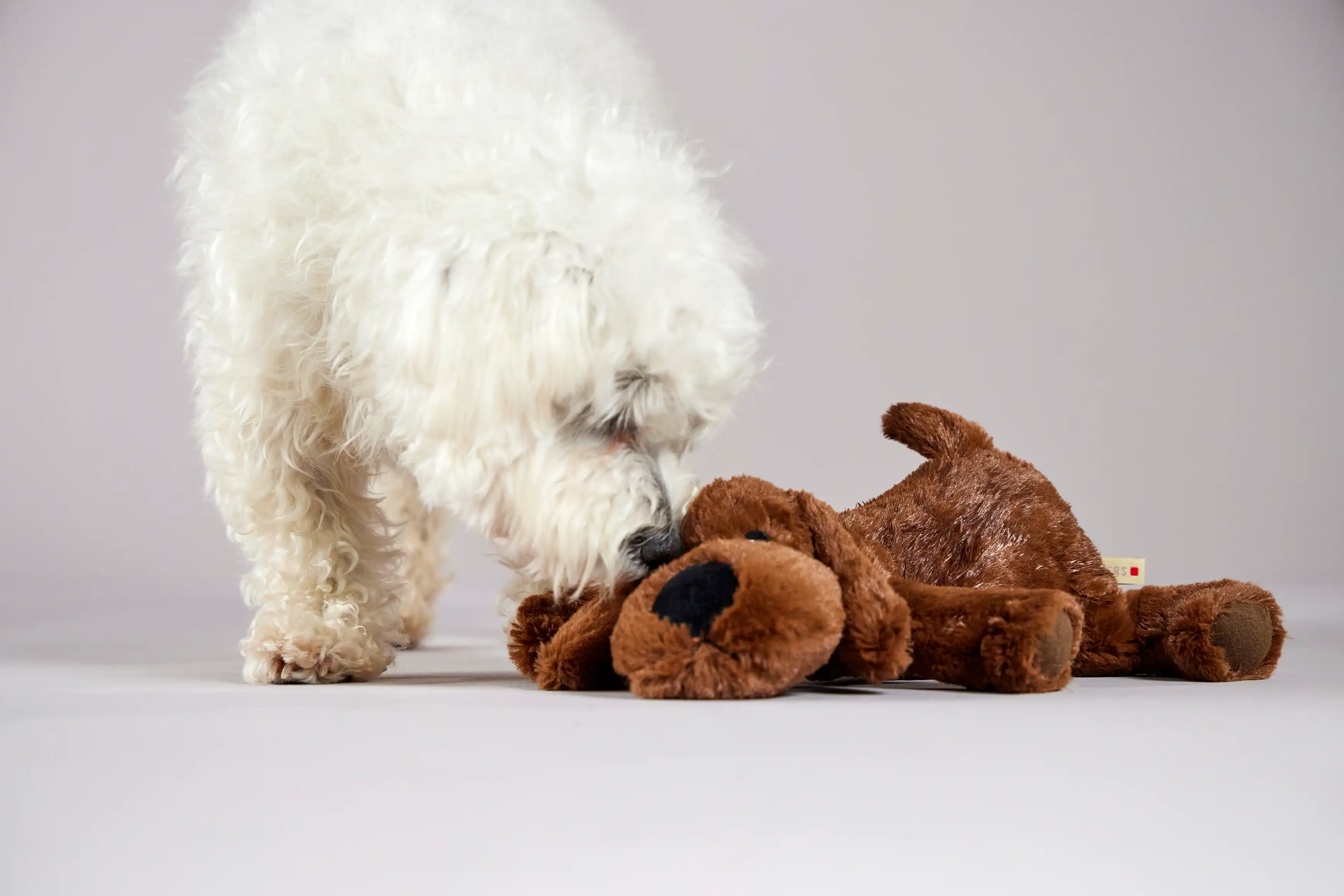 Tierbedarf WOLTERS cat & dog GmbH