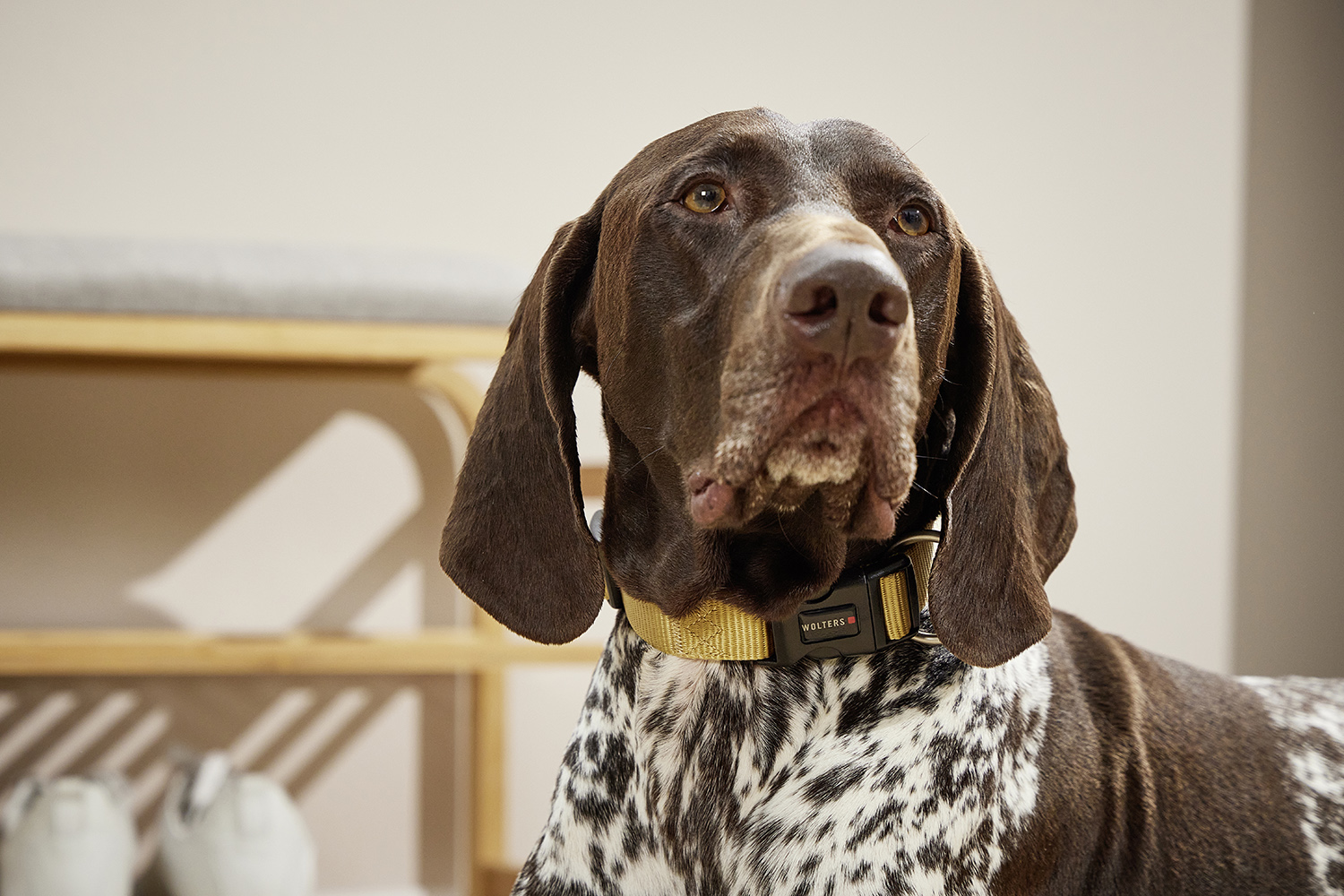 Professional Halsband WOLTERS cat & dog GmbH