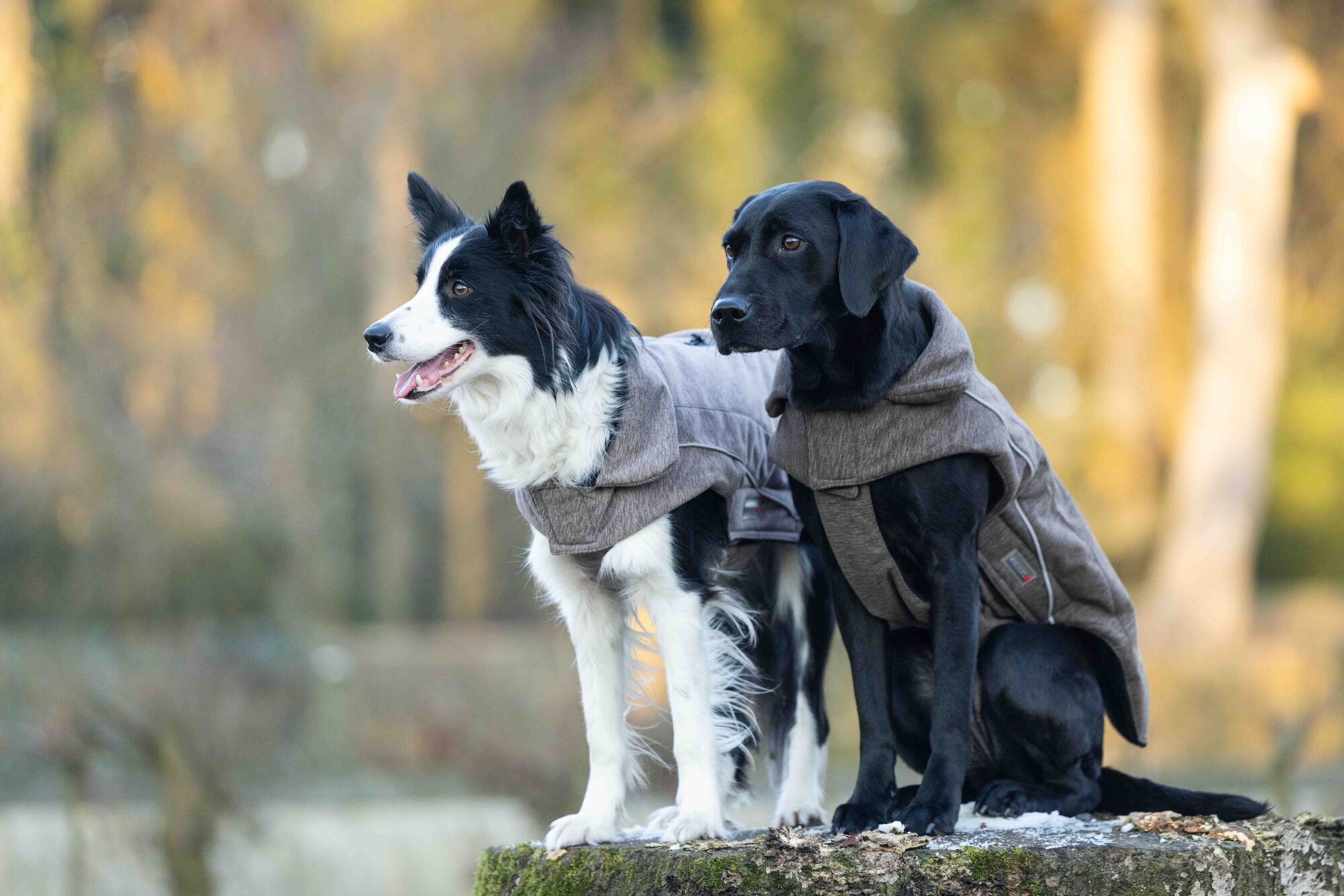 Fleece Jacket Dogz-Wear