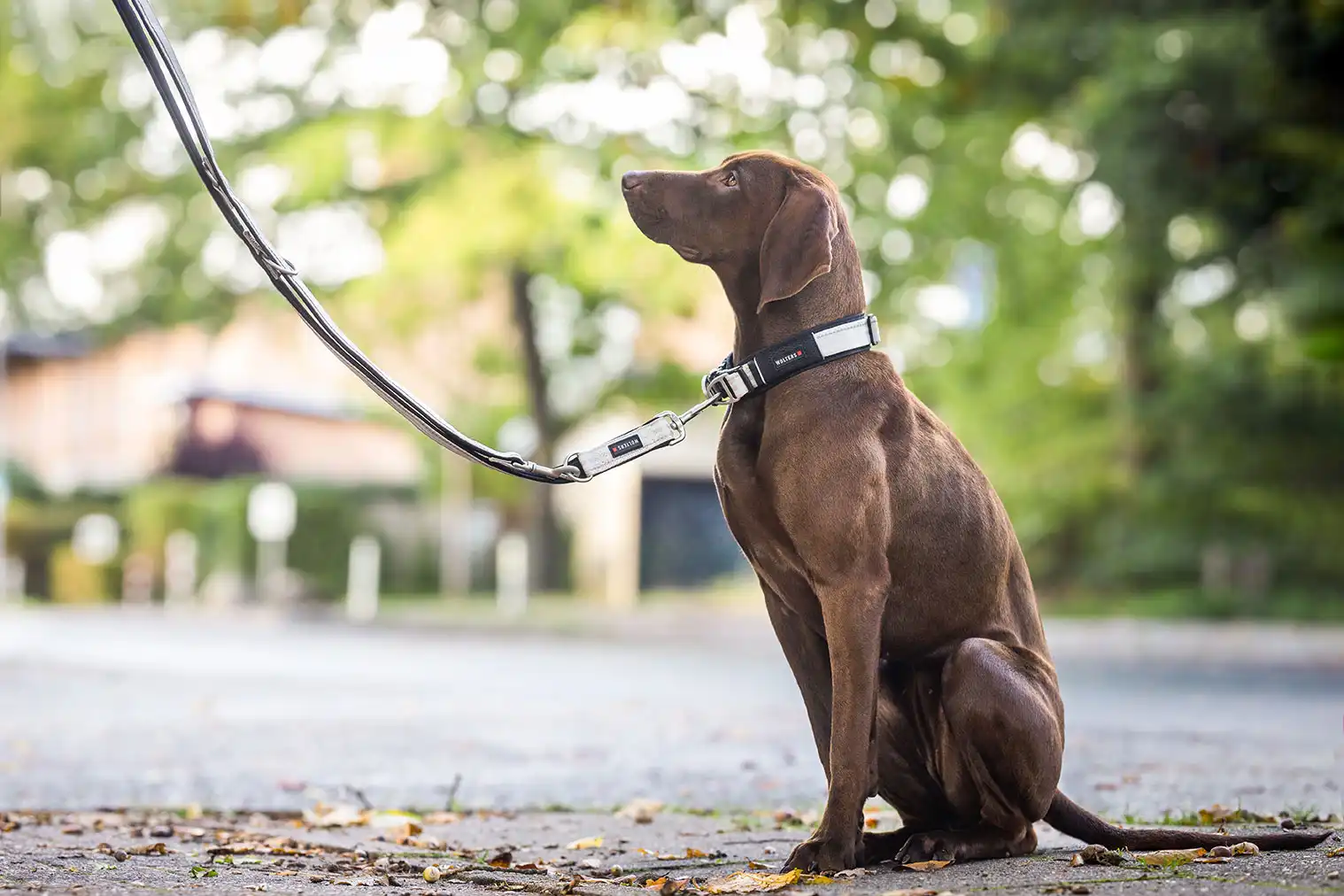 Active Pro Collar 