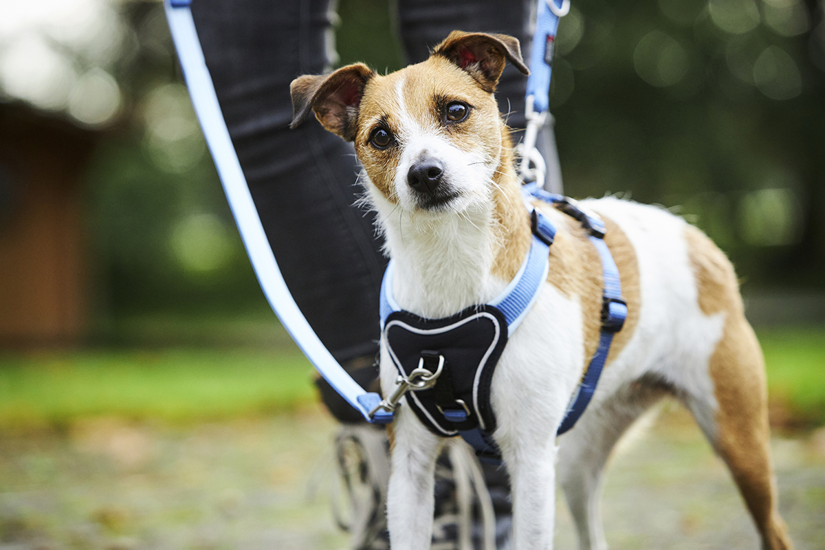 Professional Comfort Führleine WOLTERS cat & dog GmbH