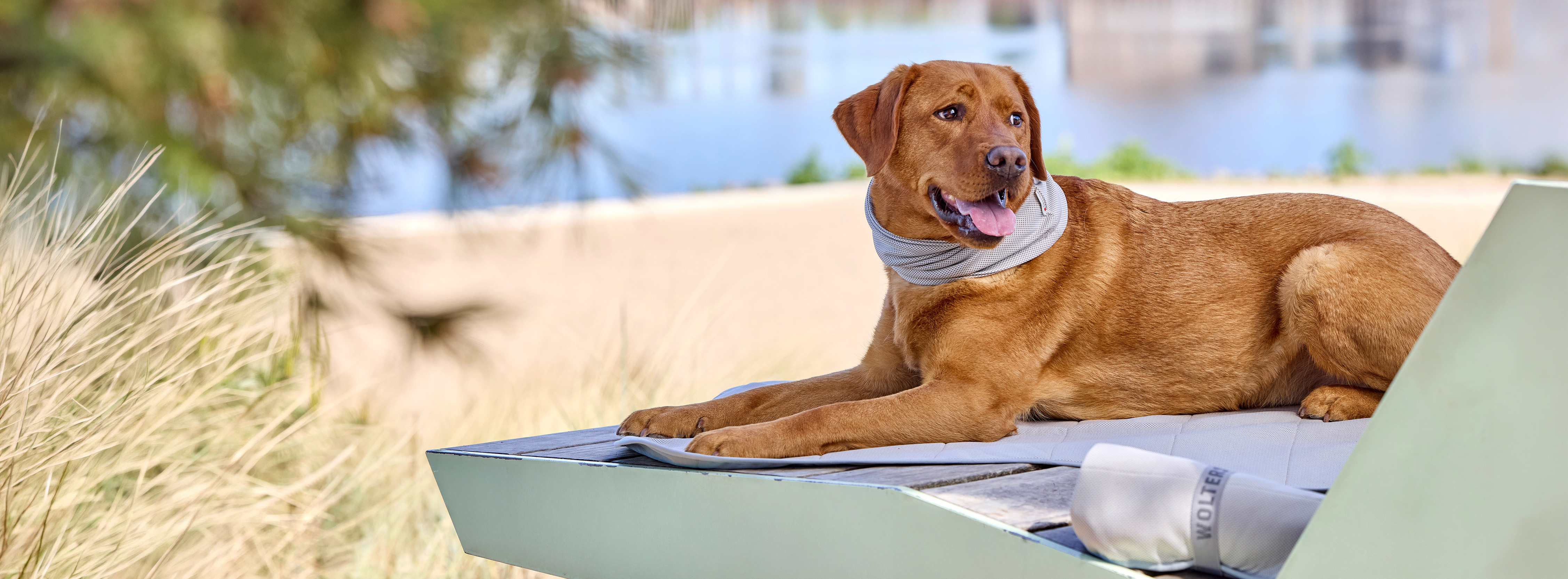 Hundebetten
