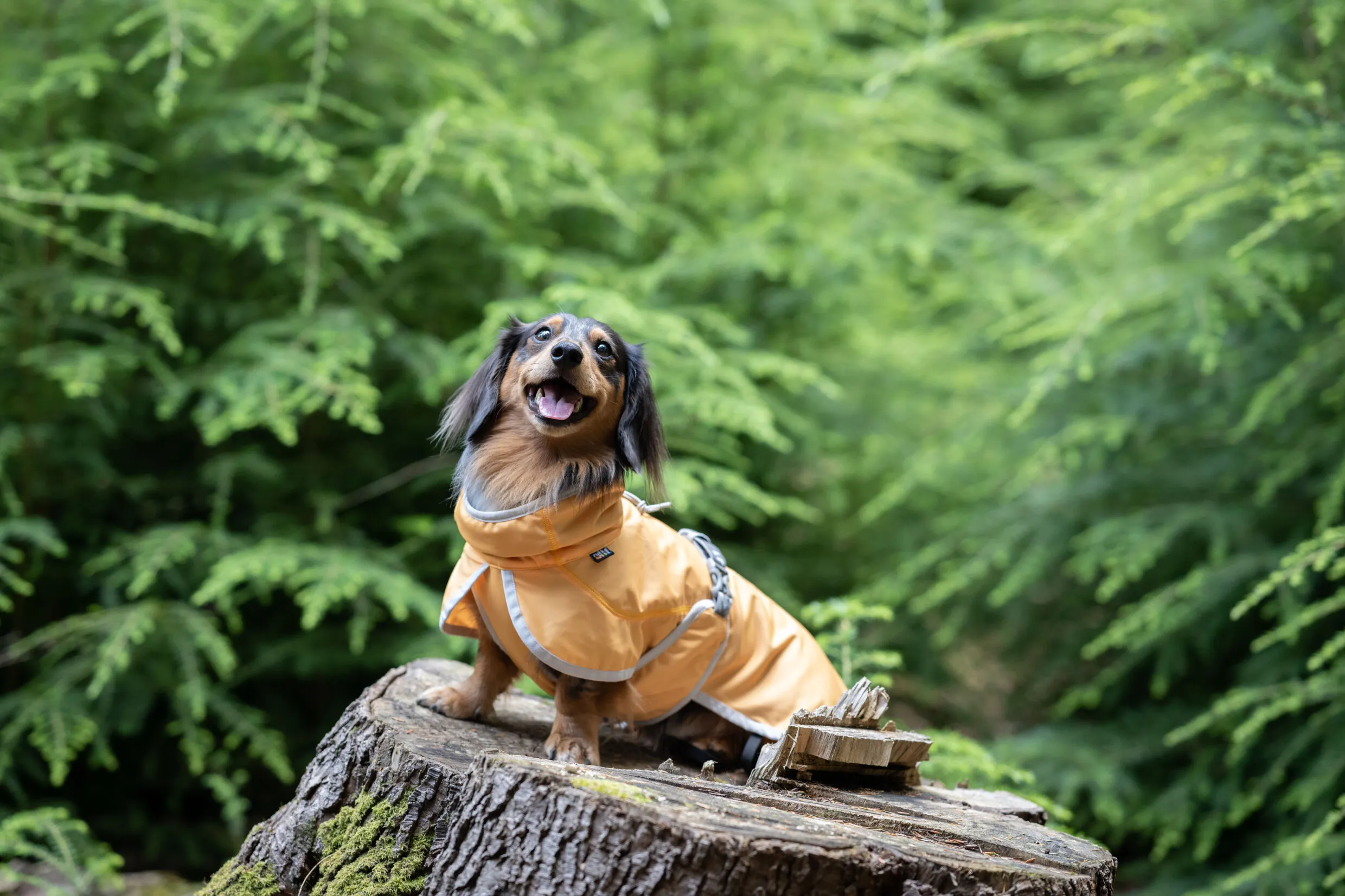 RUKKA Pets UV Cooling Jacket Crisp