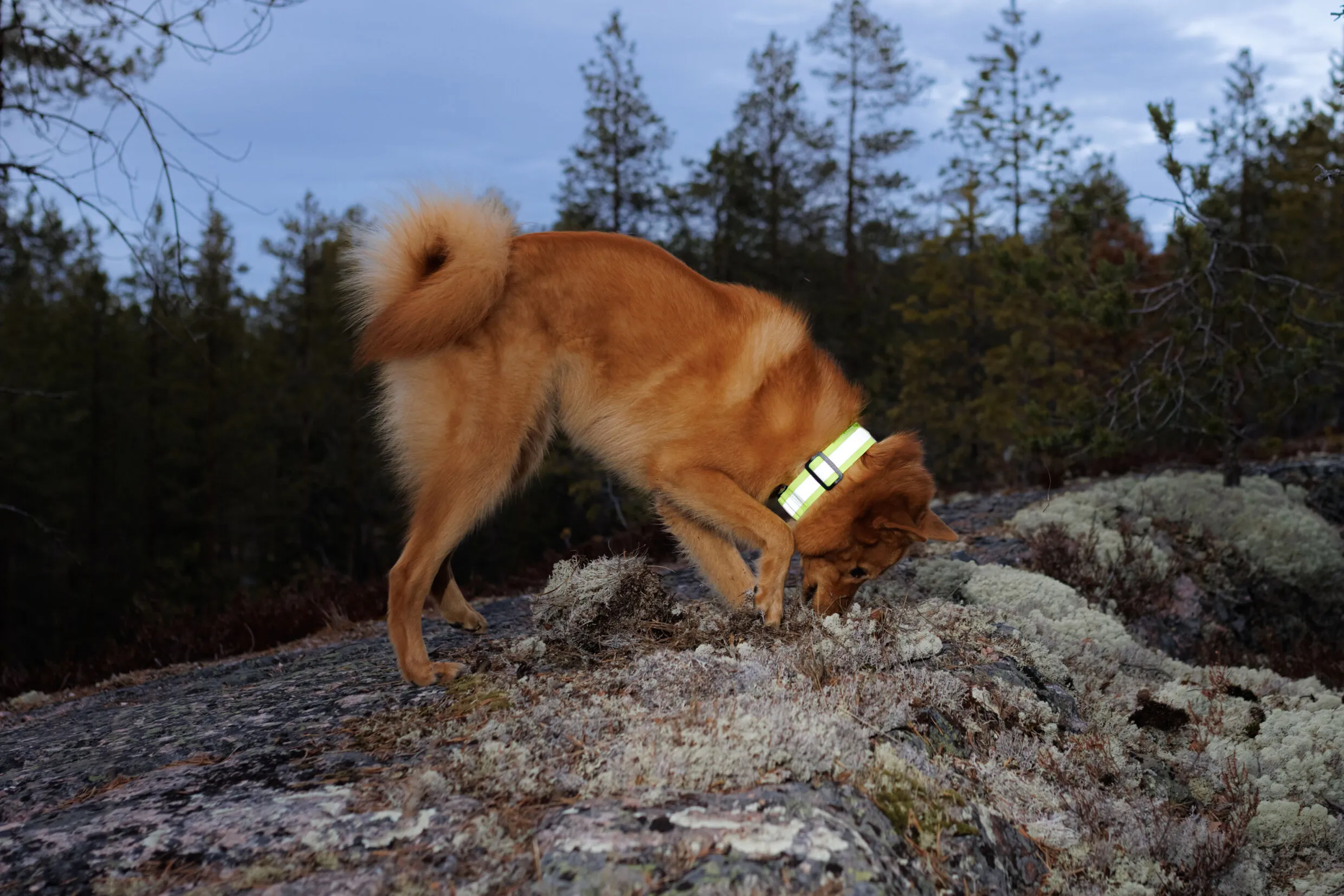 RUKKA Pets Note Neck Band