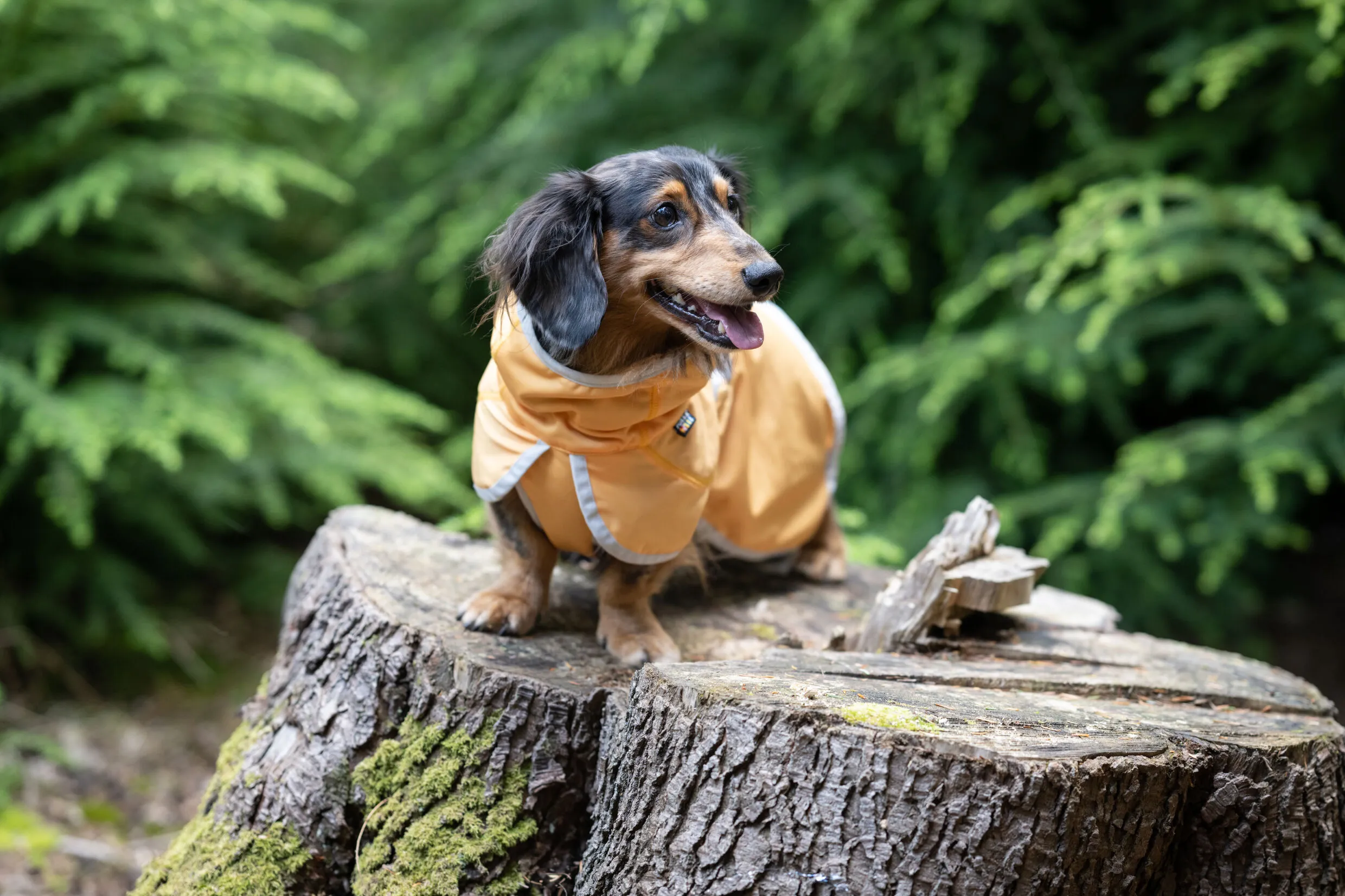 RUKKA Pets UV Cooling Jacket Crisp