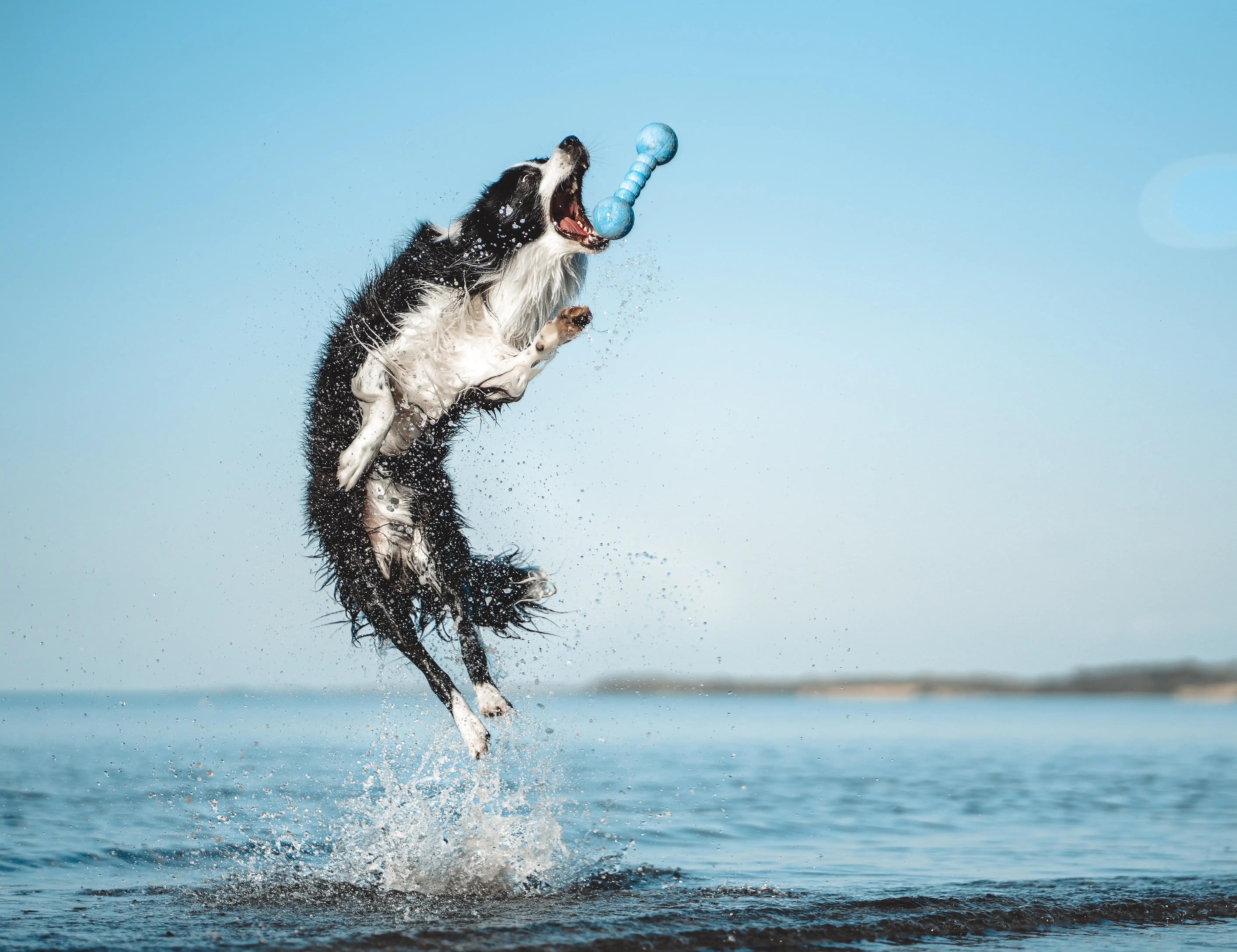 Dog Fun 2er Set