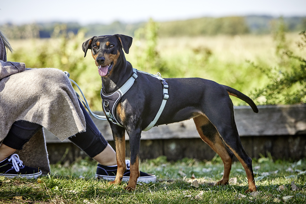 Professional Comfort Harness