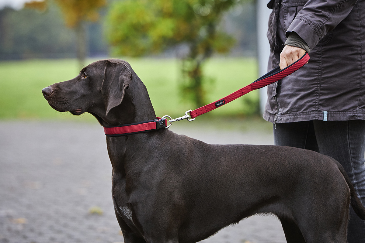 Professional Comfort Short Lead – long