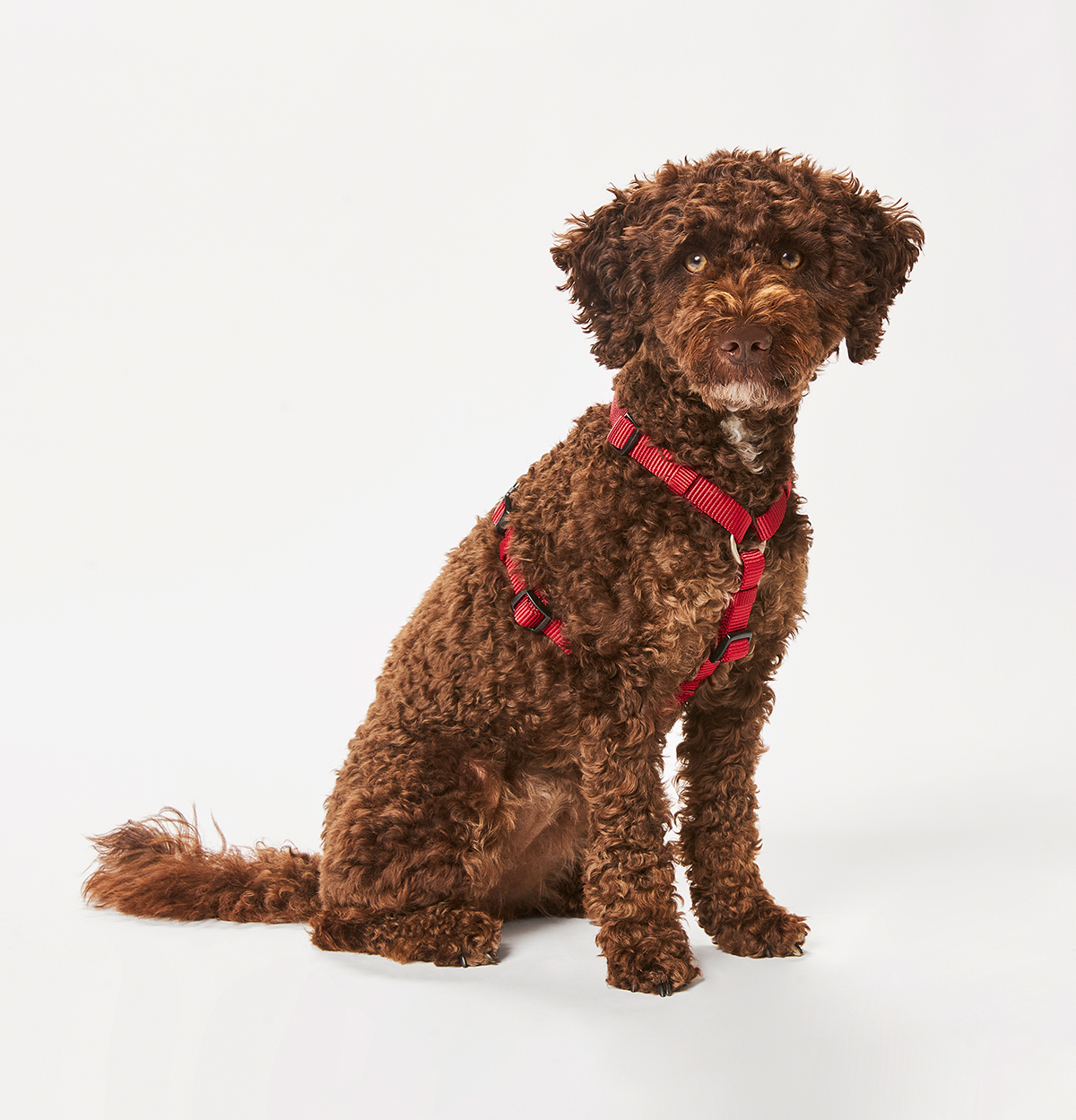 Tierbedarf WOLTERS cat & dog GmbH