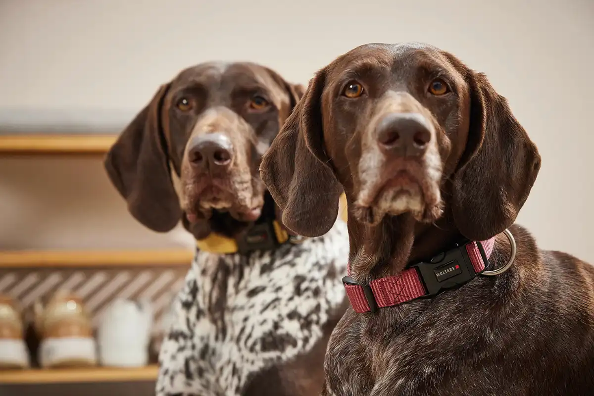 Professional Collar 