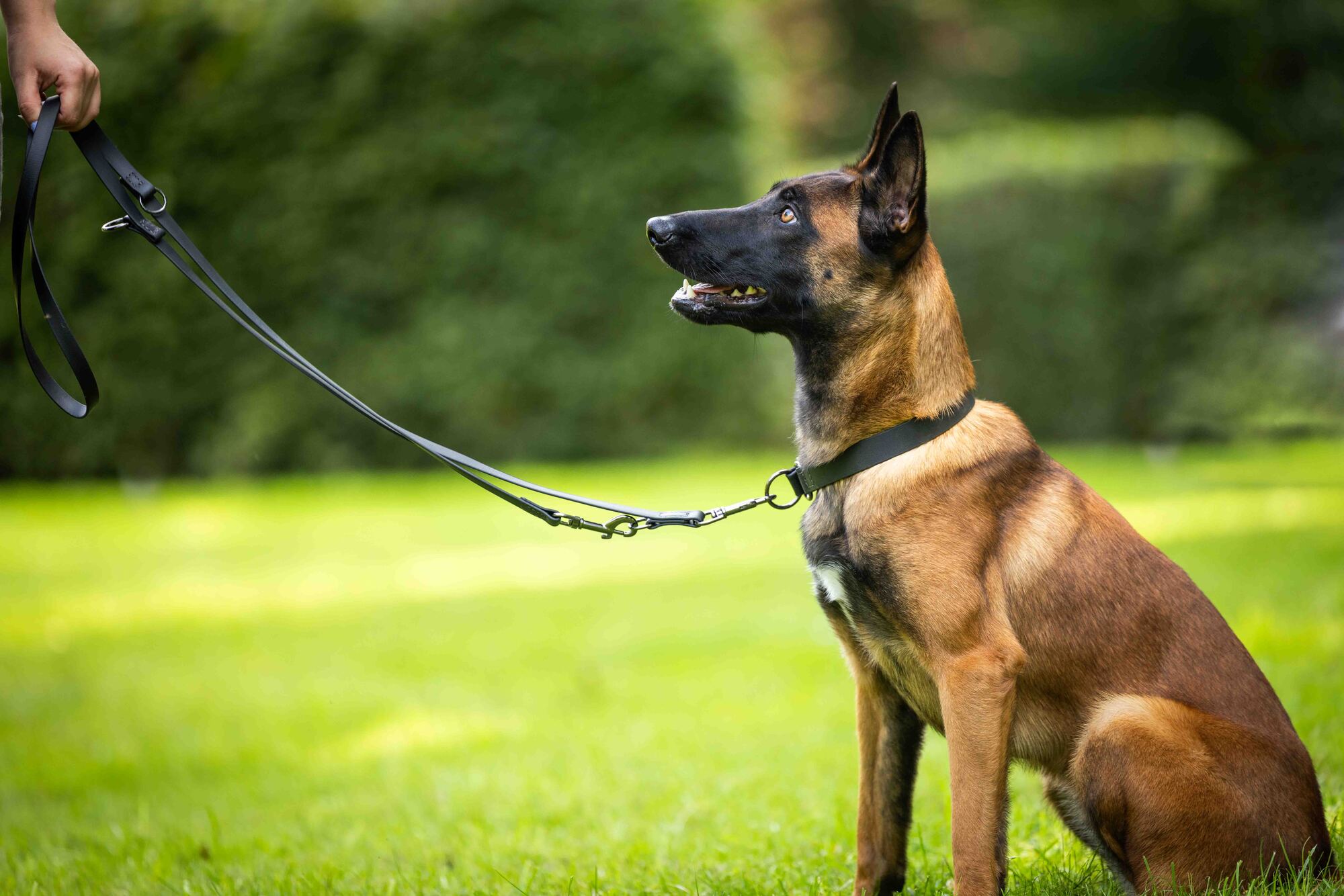  WOLTERS cat & dog GmbH