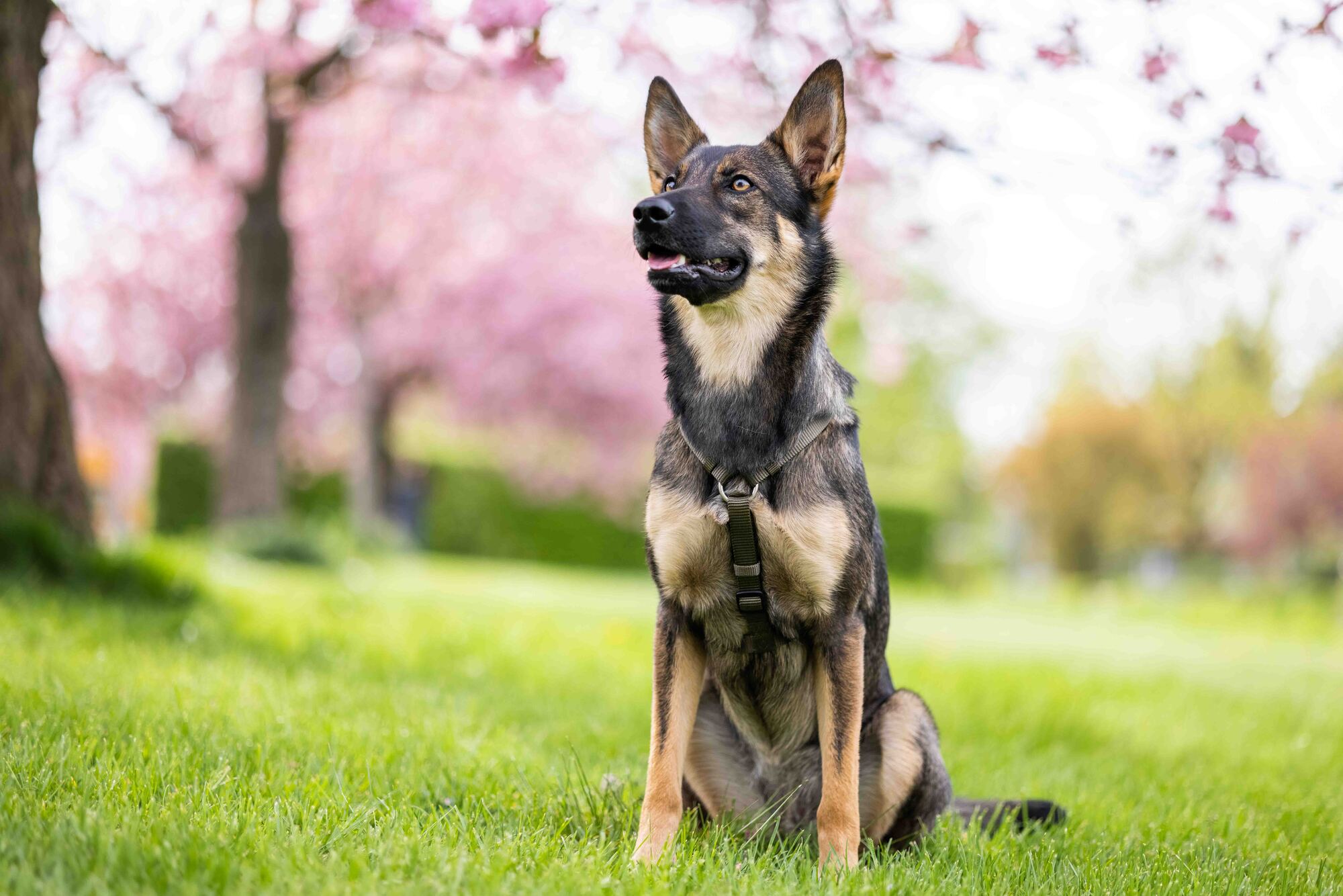 Tierbedarf WOLTERS cat & dog GmbH