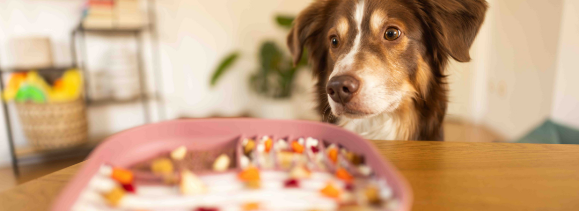 Tierbedarf WOLTERS cat & dog GmbH