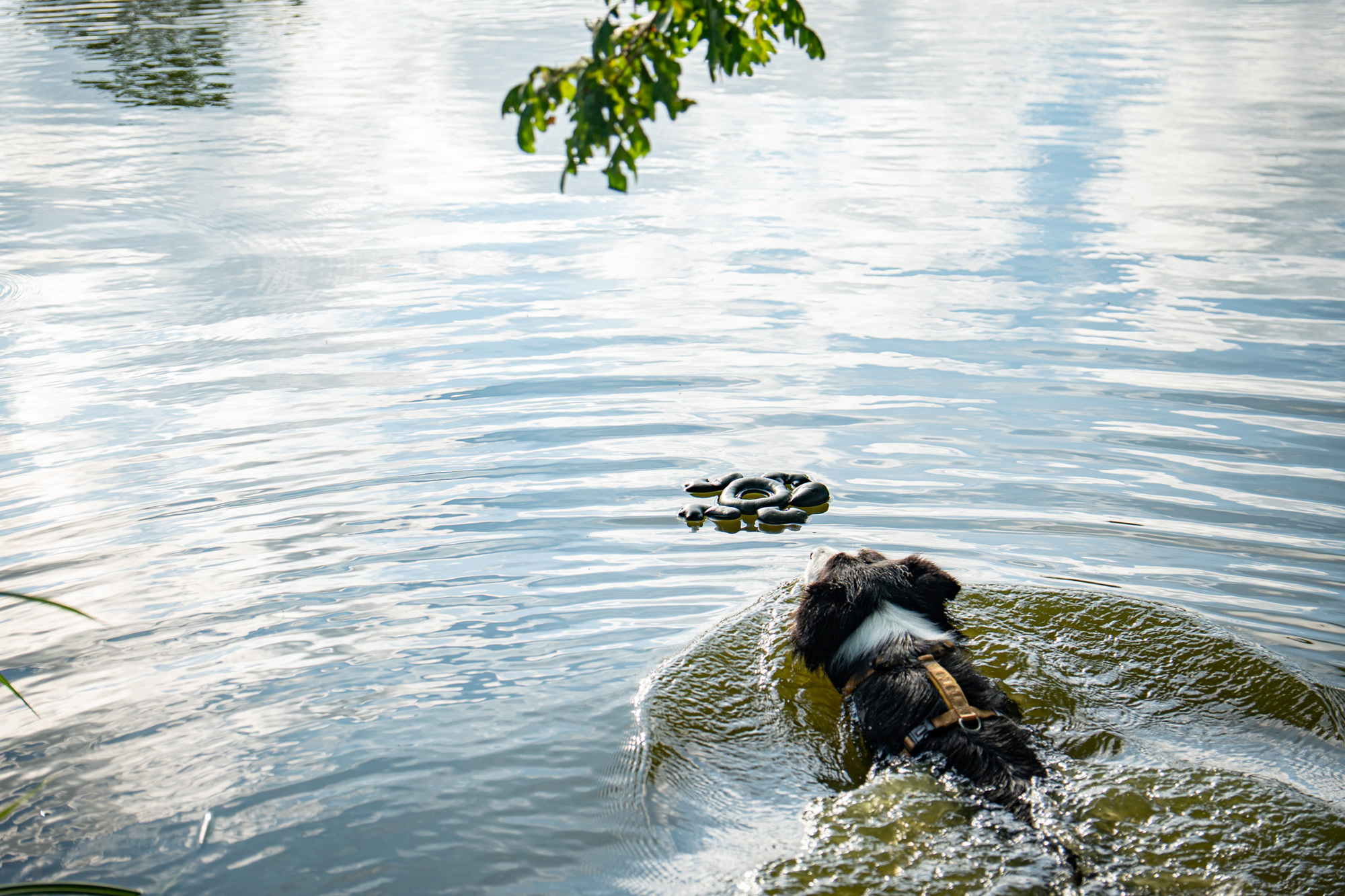 Rukka Pets Floating Toy