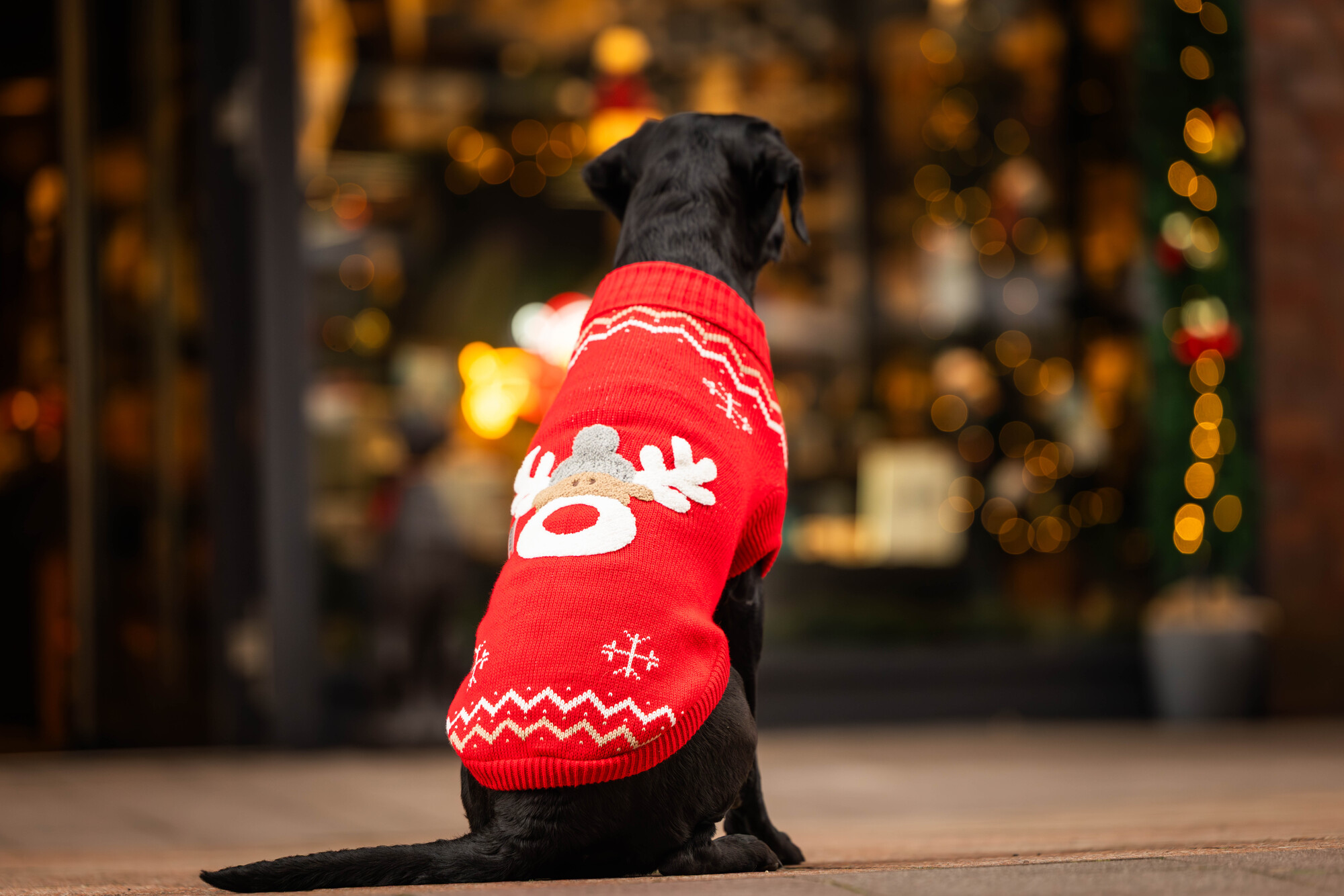 Rudi Knitted Jumper