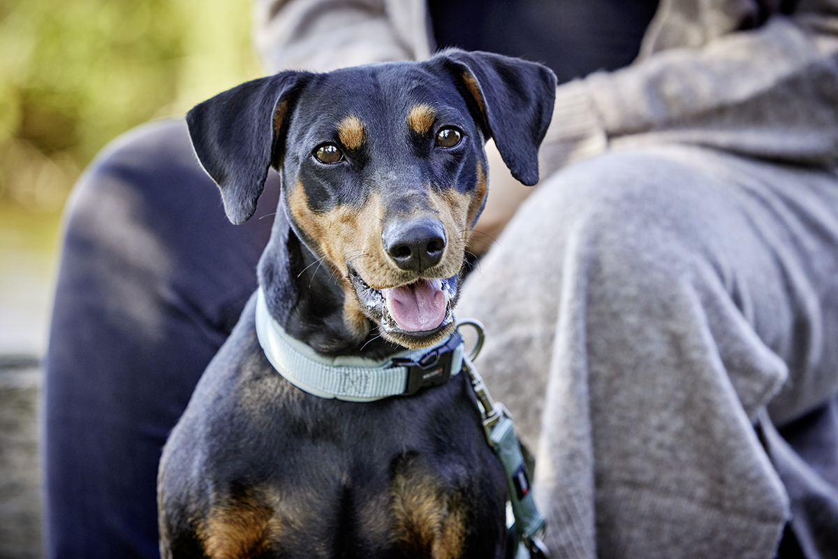 Professional Comfort Halsband WOLTERS cat & dog GmbH