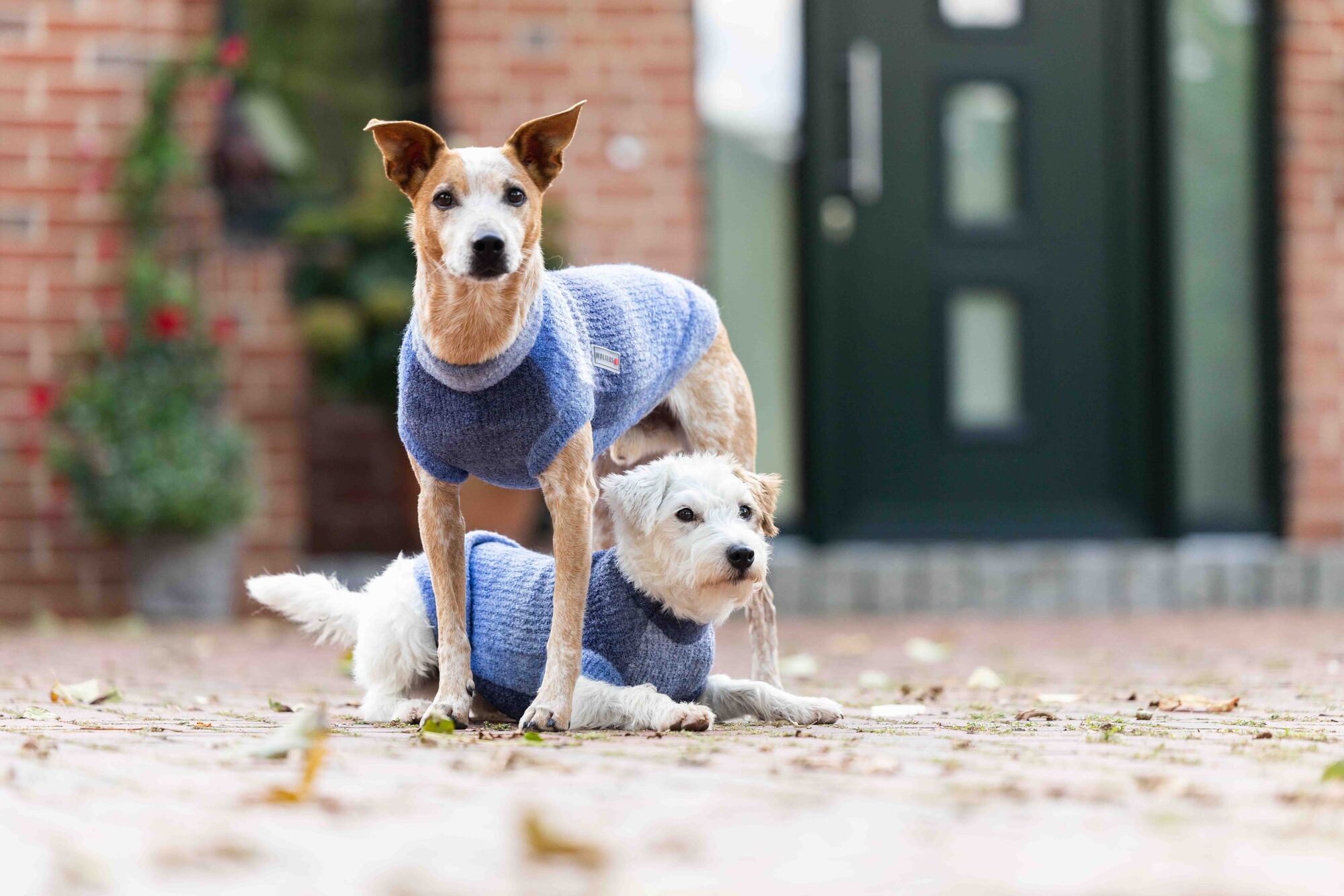  WOLTERS cat & dog GmbH