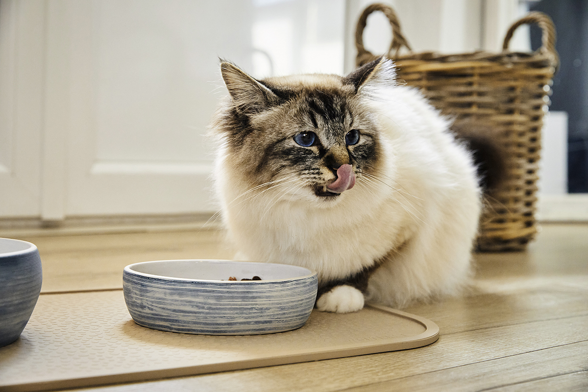 Diner Stone für Katzen
