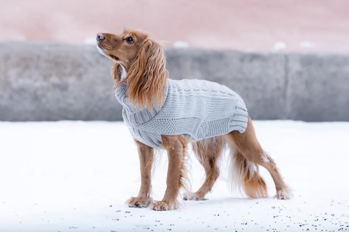 Rukka Pets Strickpullover Sparky WOLTERS cat & dog GmbH