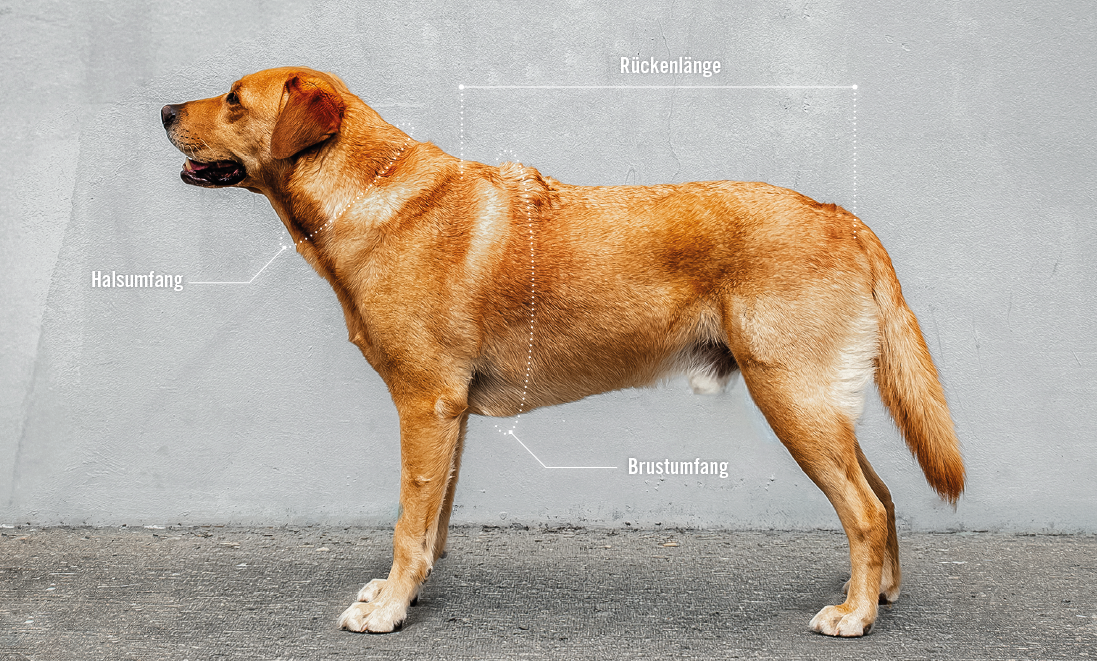Tierbedarf WOLTERS cat & dog GmbH