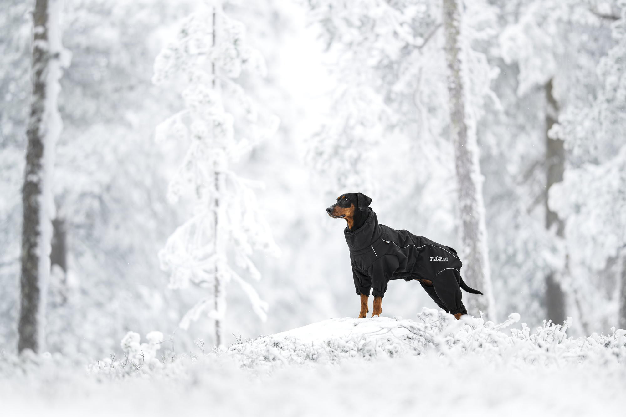 RUKKA Pets Thermo-Overall 2.0