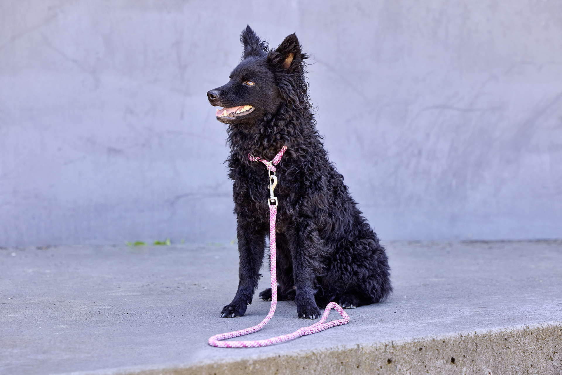 Everest-Tauprogramm Cityleine WOLTERS cat & dog GmbH