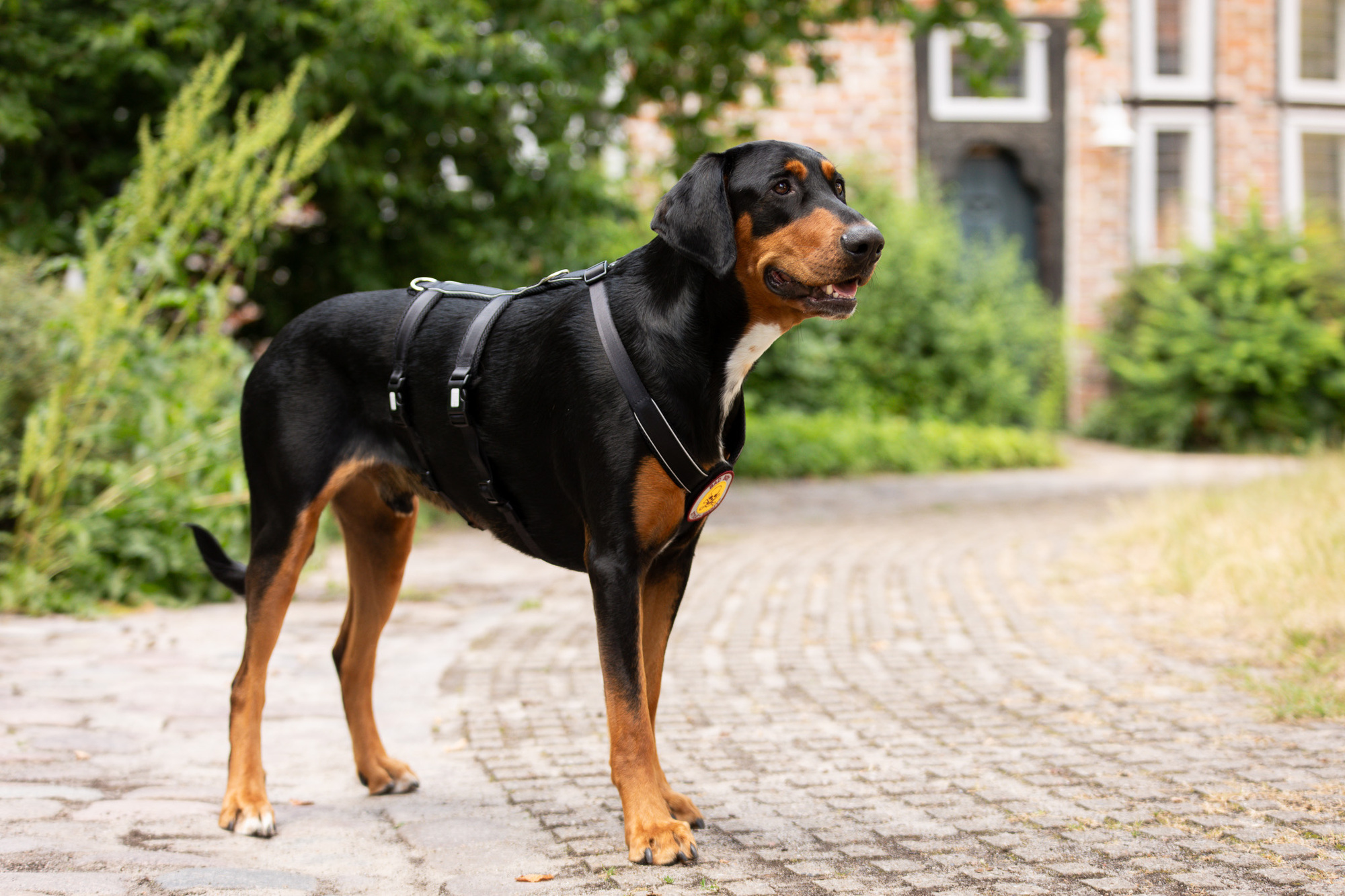 StyleSnout Patch&Safe escape-proof harness