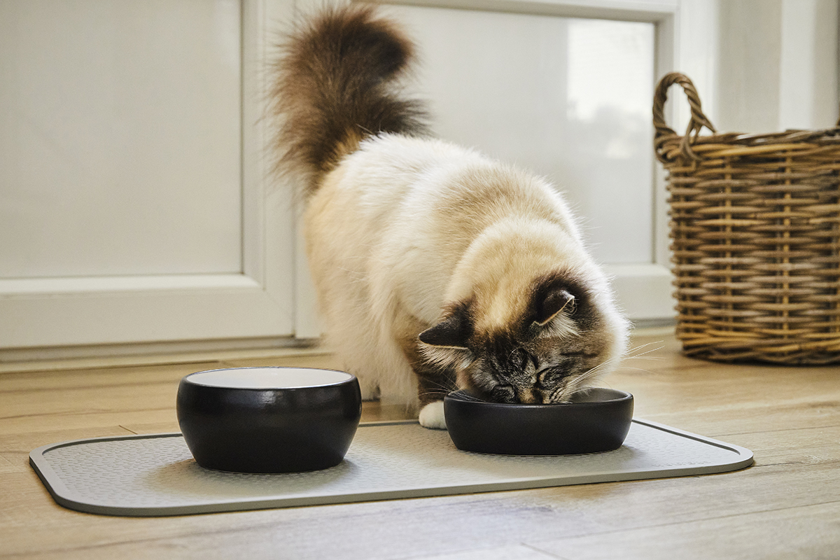 Diner Colour for Cats