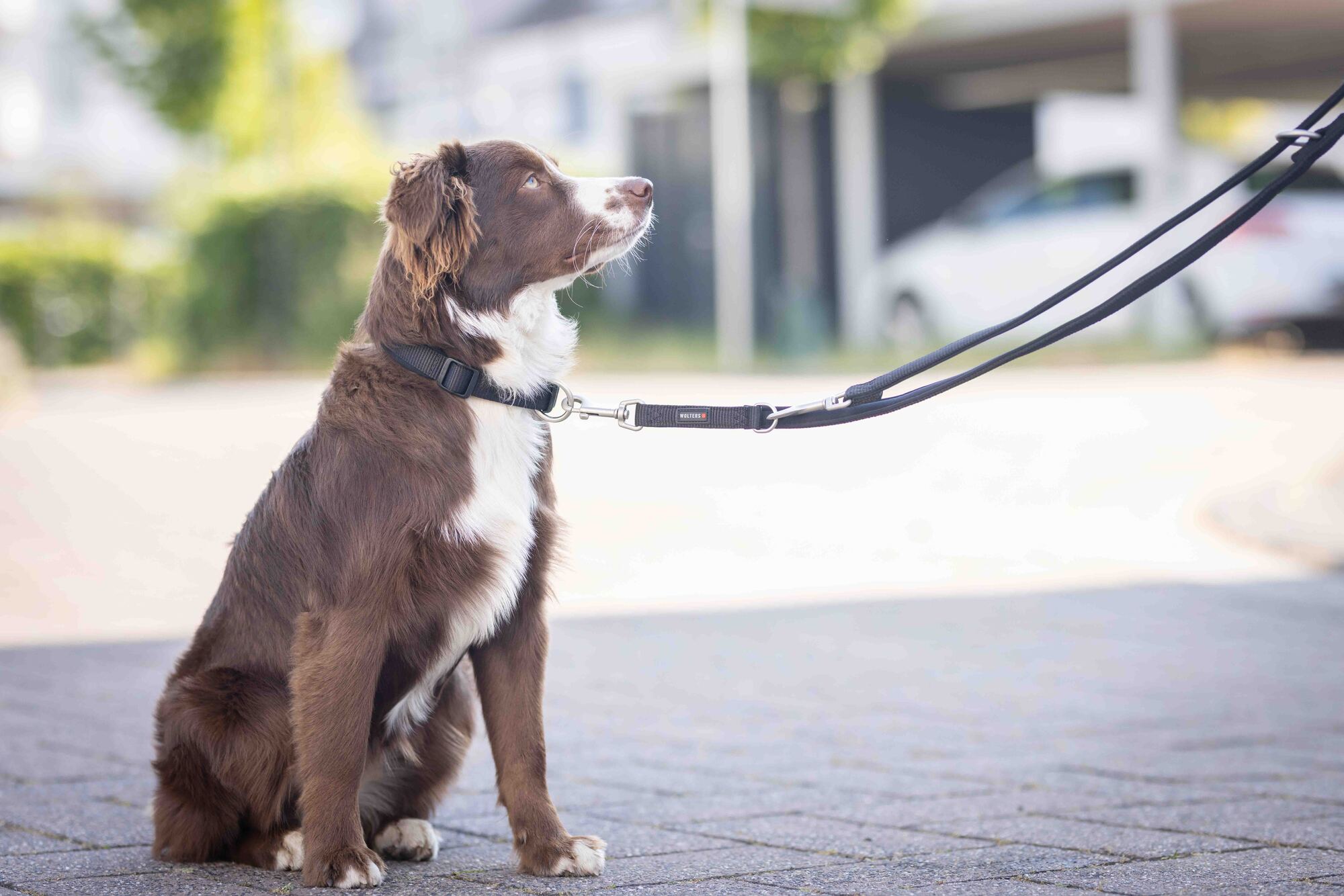 Professional Comfort collar