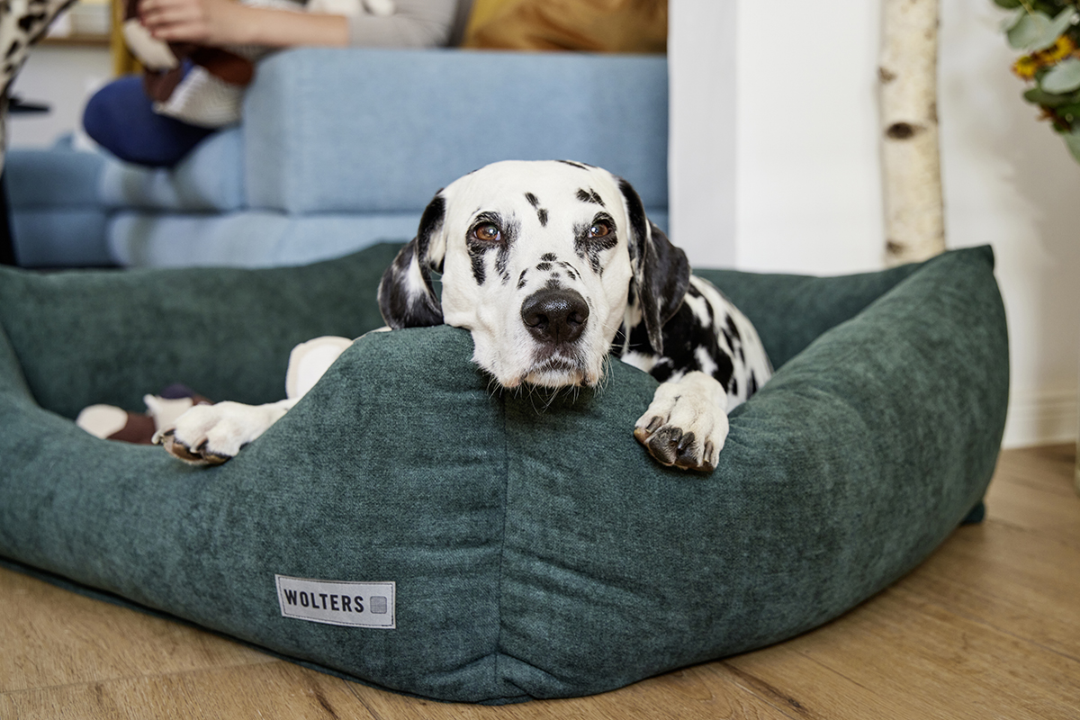 Classic dog lounge bed