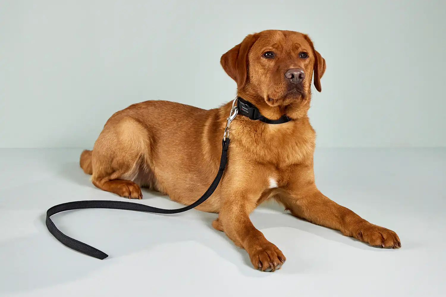 Avanti Training Leash