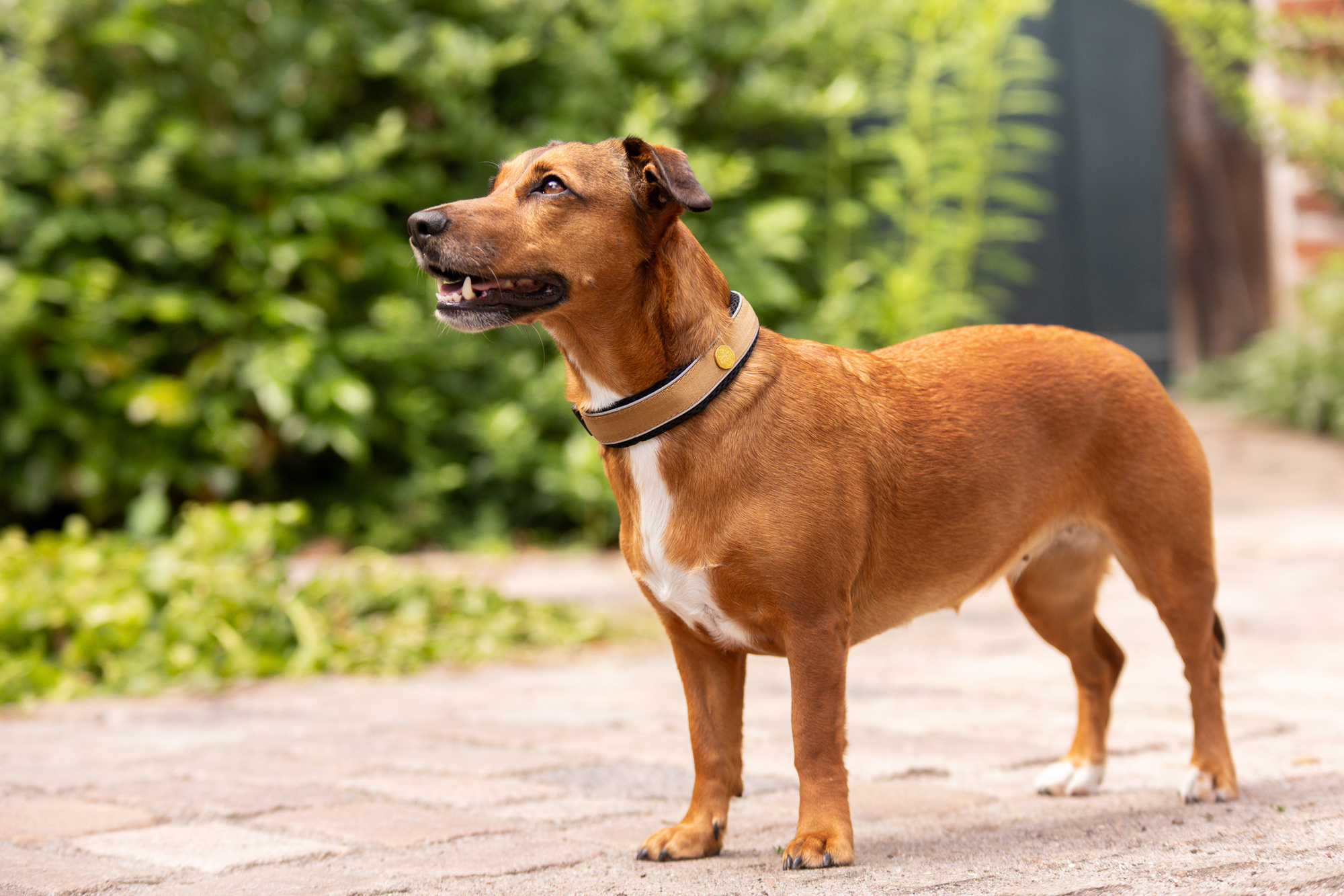 StyleSnout Halsband WOLTERS cat & dog GmbH
