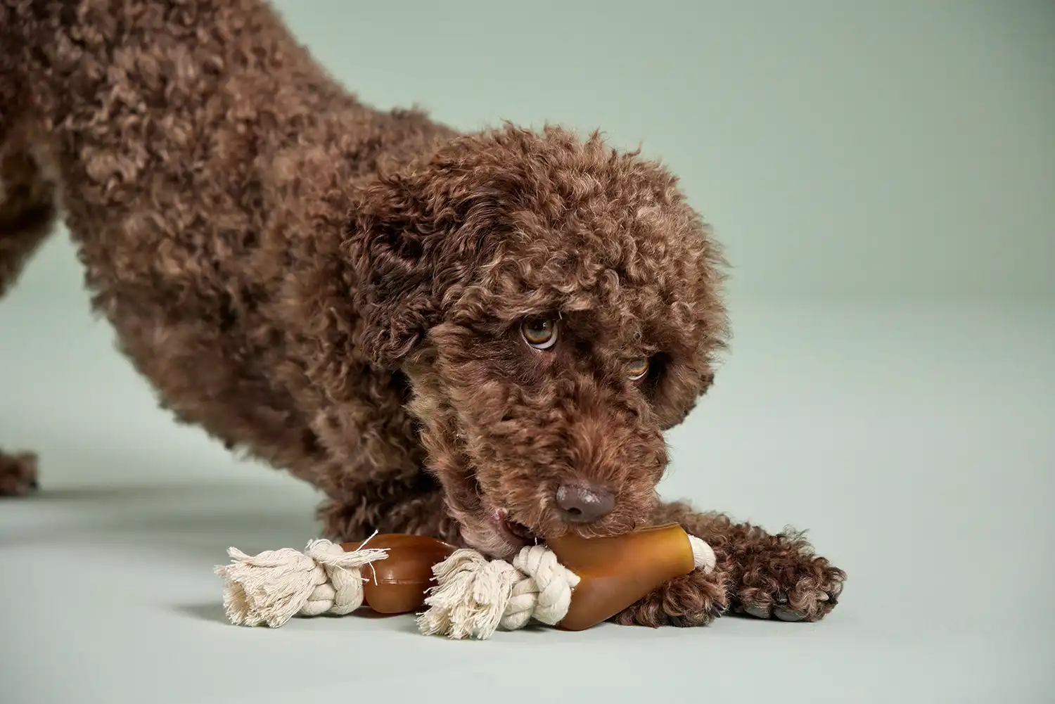 Pure Nature Rope Toy Bone