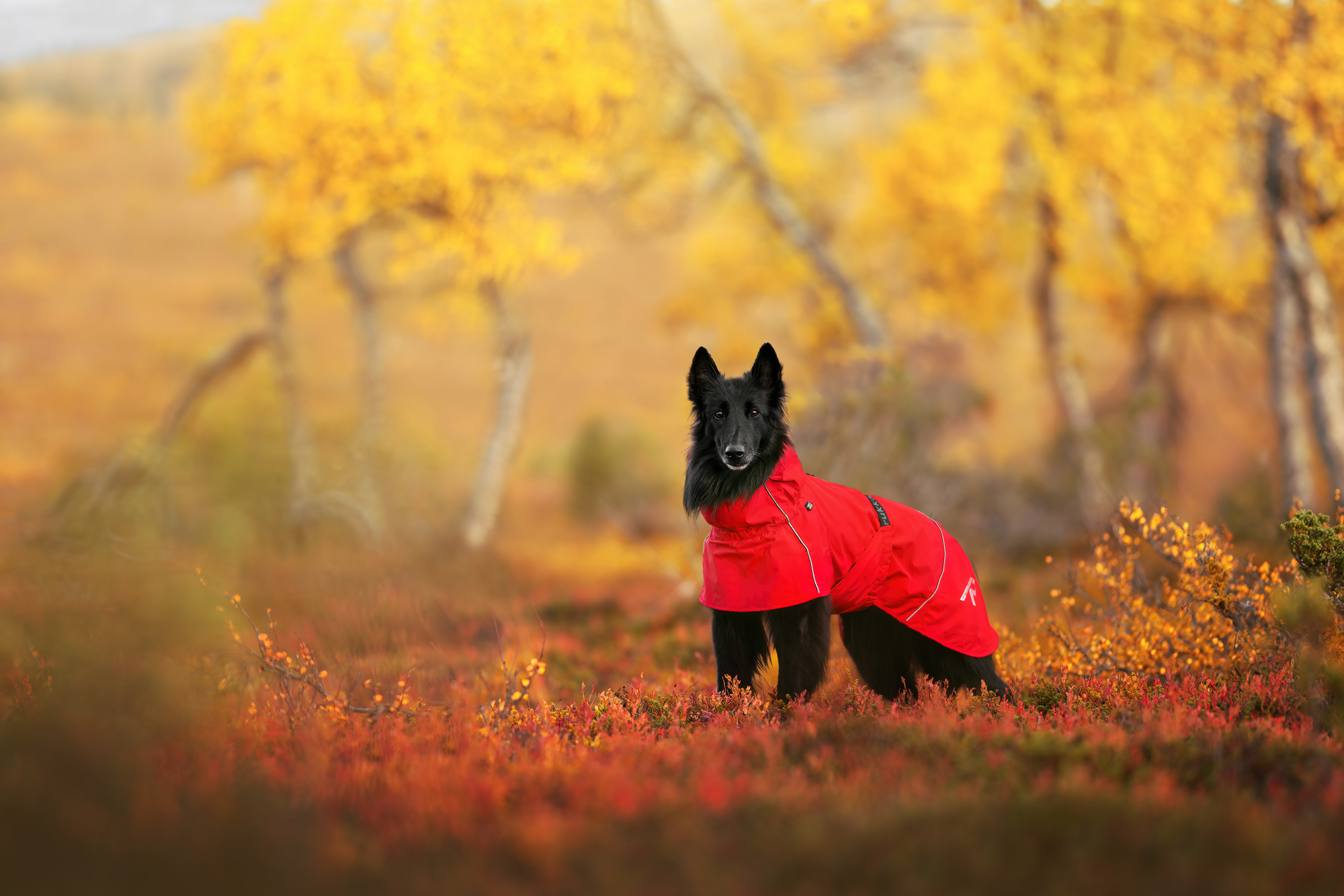 RUKKA Pets Raincoat Hayton X