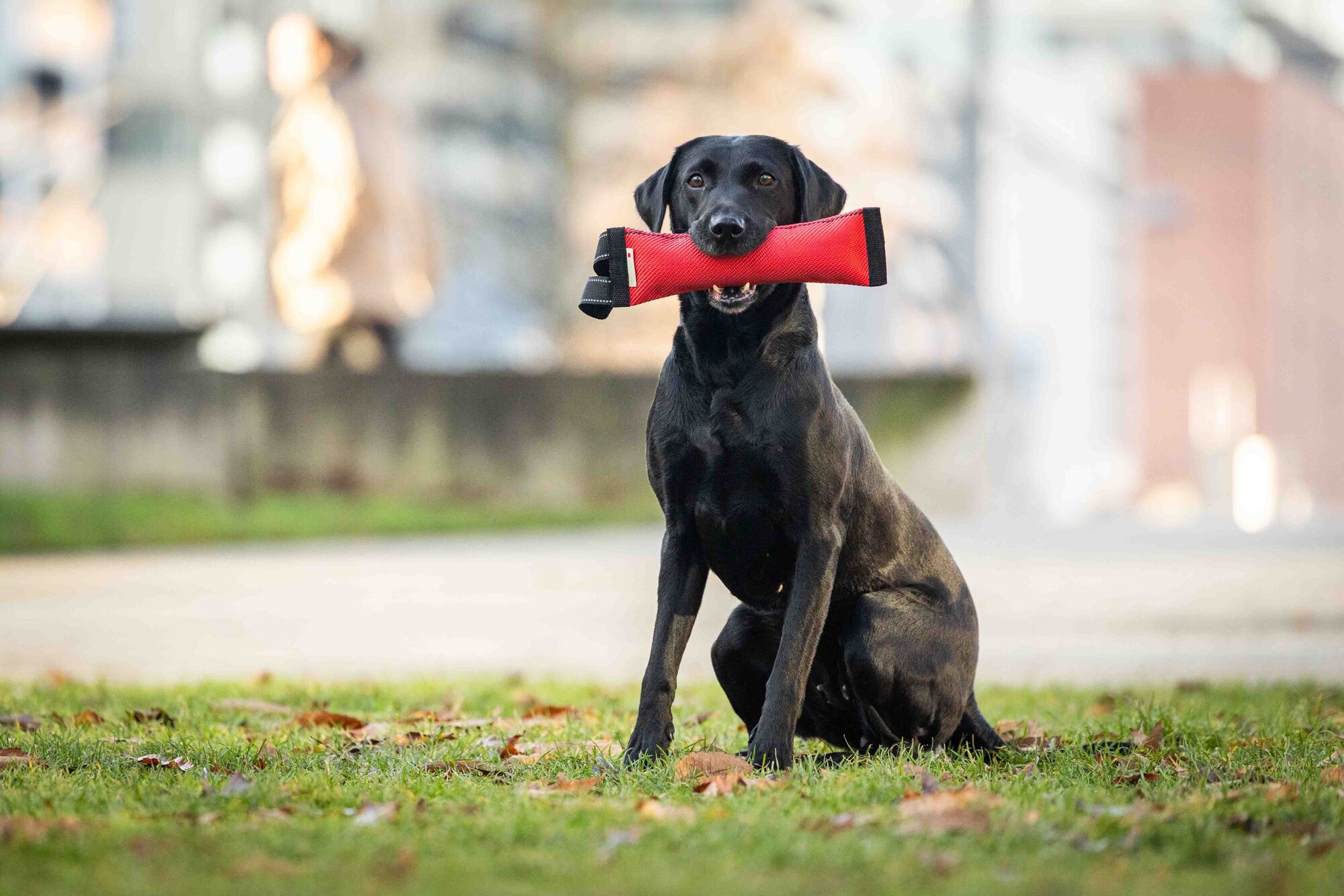 Clever Dogz Dummy – a loop
