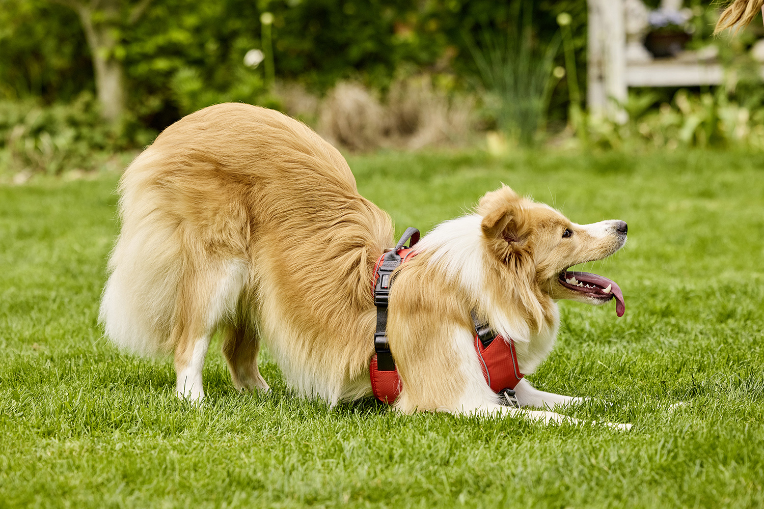 Active Pro Comfort Harness