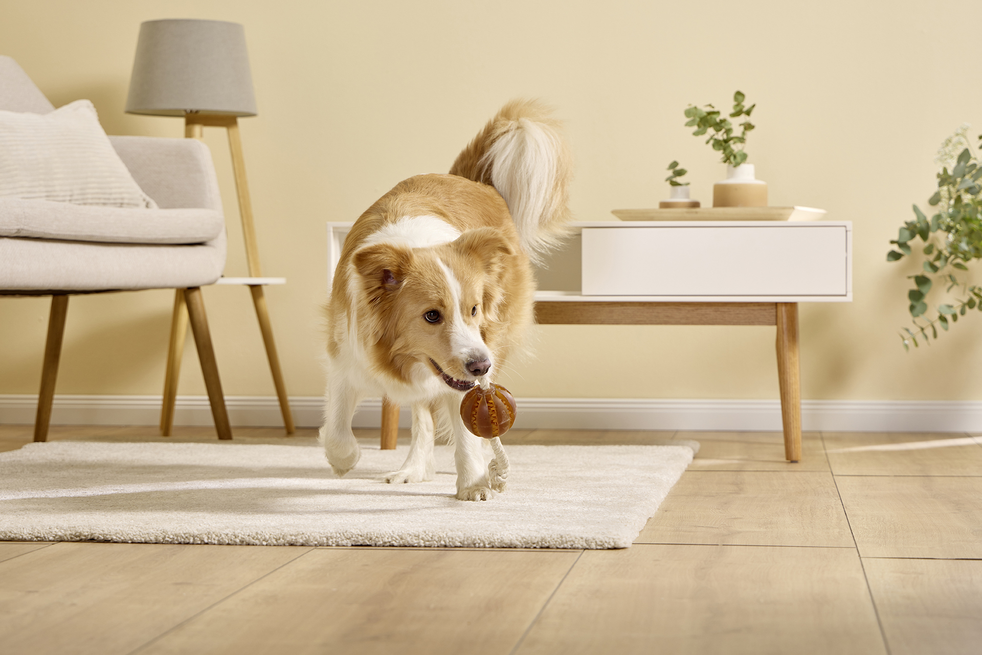 Pure Nature Dental Rope Toy Ball