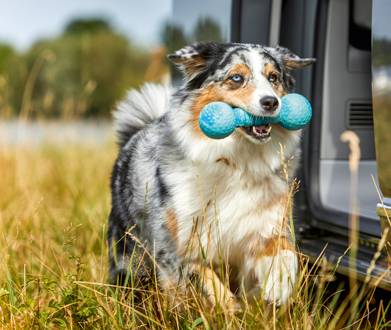 Dog Fun Gym