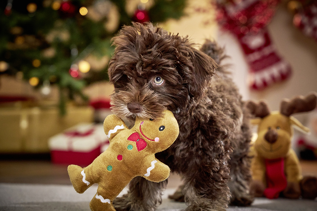 Candyman WOLTERS cat & dog GmbH